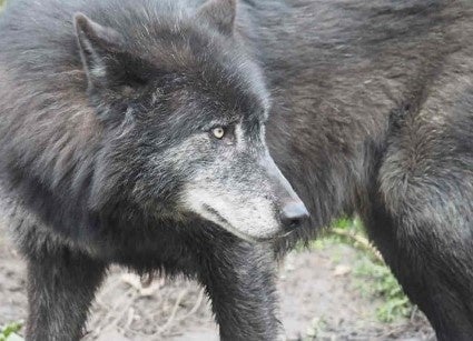 旭山動物園のシンリンオオカミ