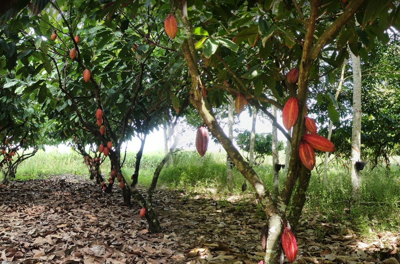 カカオの 果肉 のテイストが味わえる カカオ100 の蒸留酒 スピリッツ カカワトル 誕生 日本上陸のためのインポーターを募集 Velho Carvalho Comercio De Bebidasのプレスリリース カカオの 果肉 のテイストが味わえる カカオ100 の蒸留酒 スピリッツ カカワトル 誕生 日本上陸のためのインポーターを募集 Velho Carvalho Comercio De Bebidasのプレスリリース