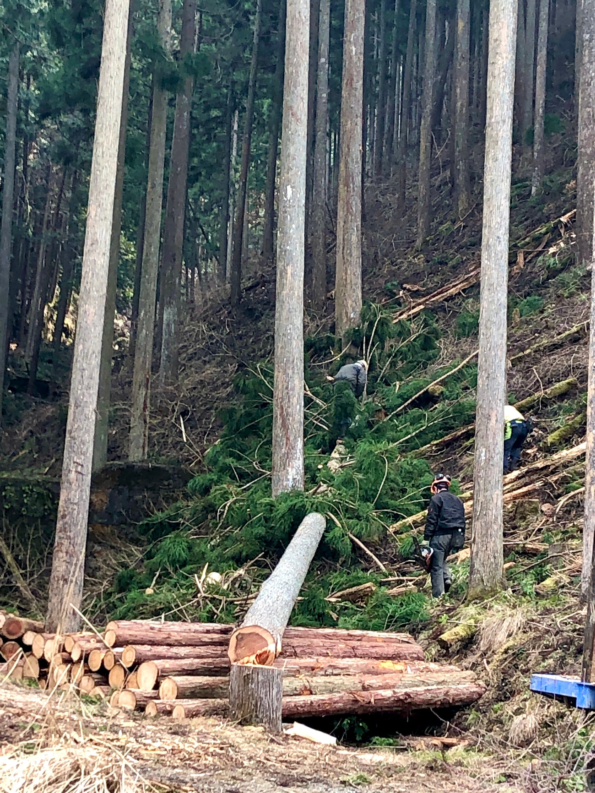 京都の山のしごと