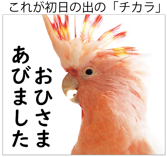 【大型鳥さん用】重量感たっぷり ♪ 頑丈などすこいオウムスタンド ♫ Amazon | 鳥かご 鳥かごスタンド セット 鳥ケージ 豪華ケージ 鳥