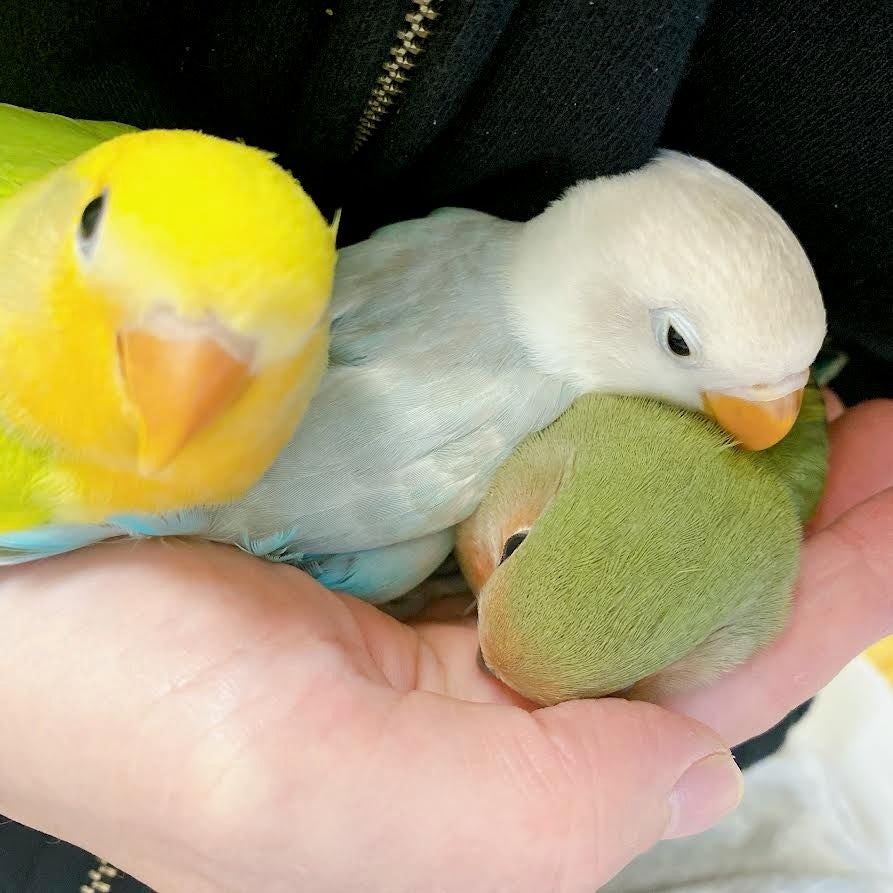 ☆鳥さんと触れ合える ことりカフェ心斎橋が2023年11月18日