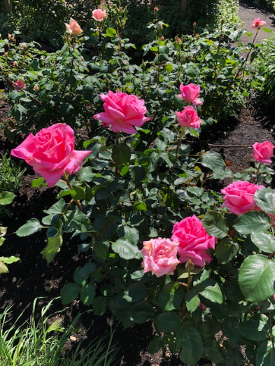 画像はイメージであり、現在の開花状況ではありません。