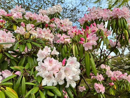 かながわ花の名所100選 箱根強羅公園のシャクナゲが見頃を迎えました かながわ花の名所100選 箱根強羅公園のシャクナゲが見頃を迎えました