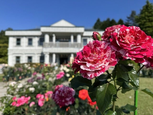【恩賜箱根公園】「バラの即売会」