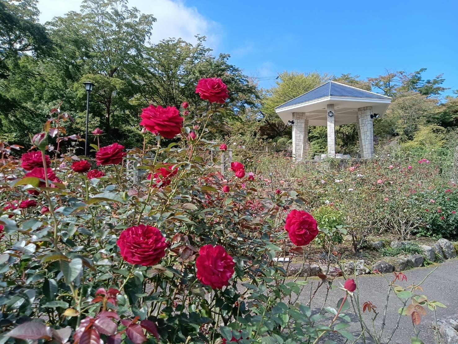 箱根強羅公園の秋バラが開花しました！
