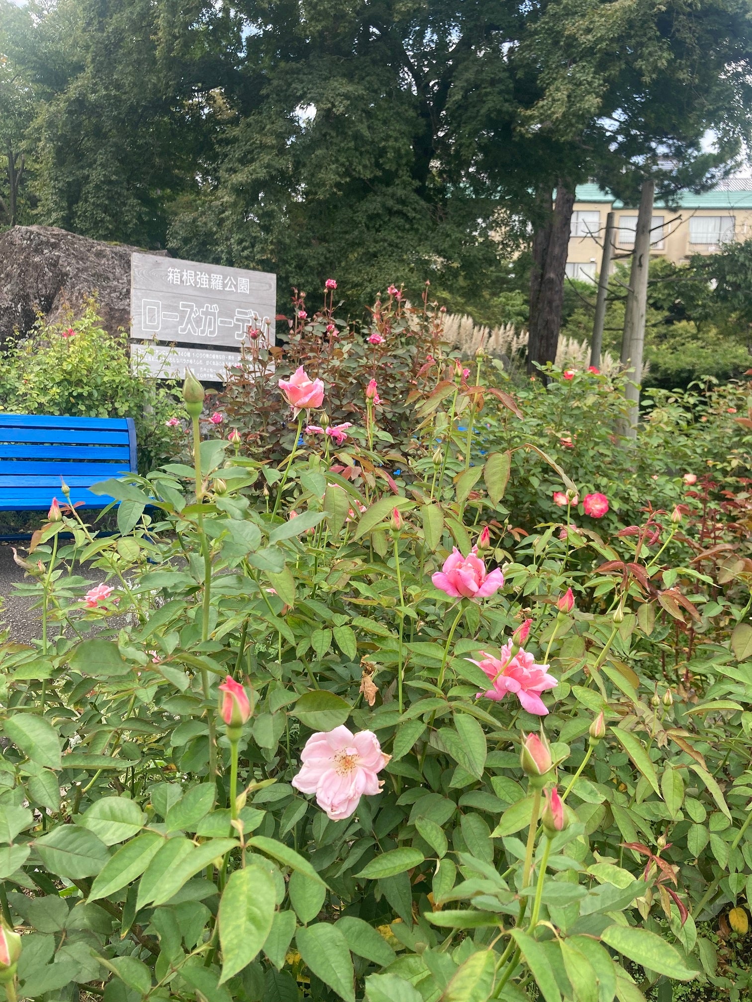 9月27日時点ローズガーデンの様子