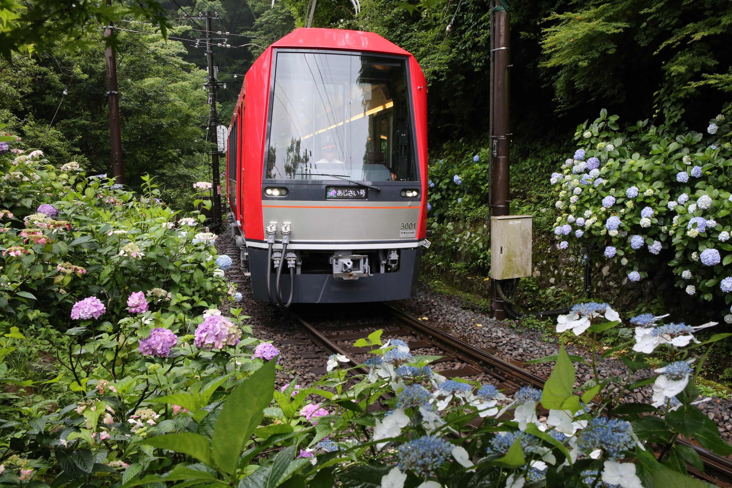 「あじさい電車」イメージ②