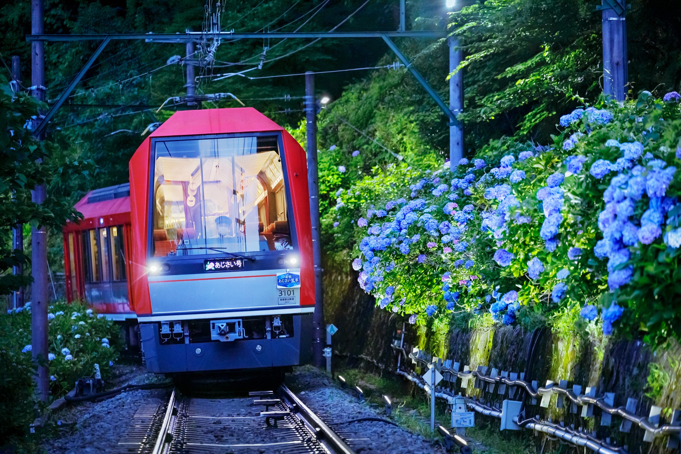 箱根 初夏の風物詩が復活 座席指定列車「夜のあじさい号」を4年