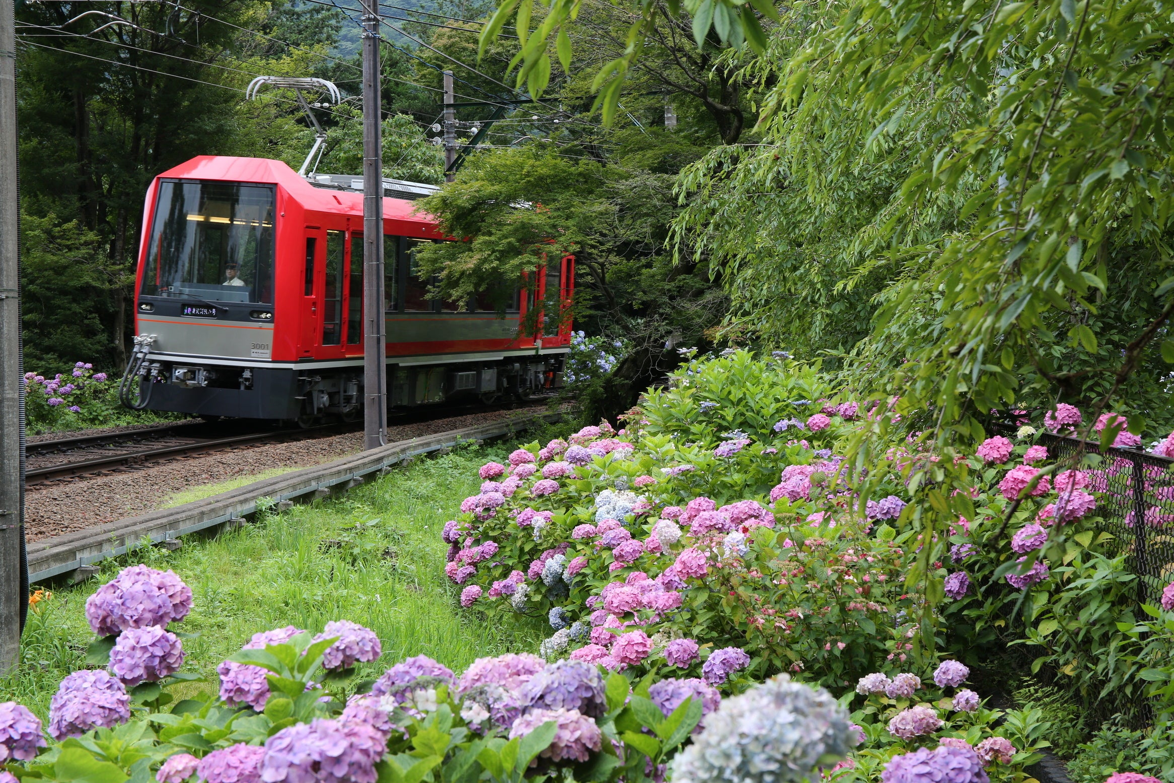 箱根 初夏の風物詩が復活 座席指定列車「夜のあじさい号」を4年