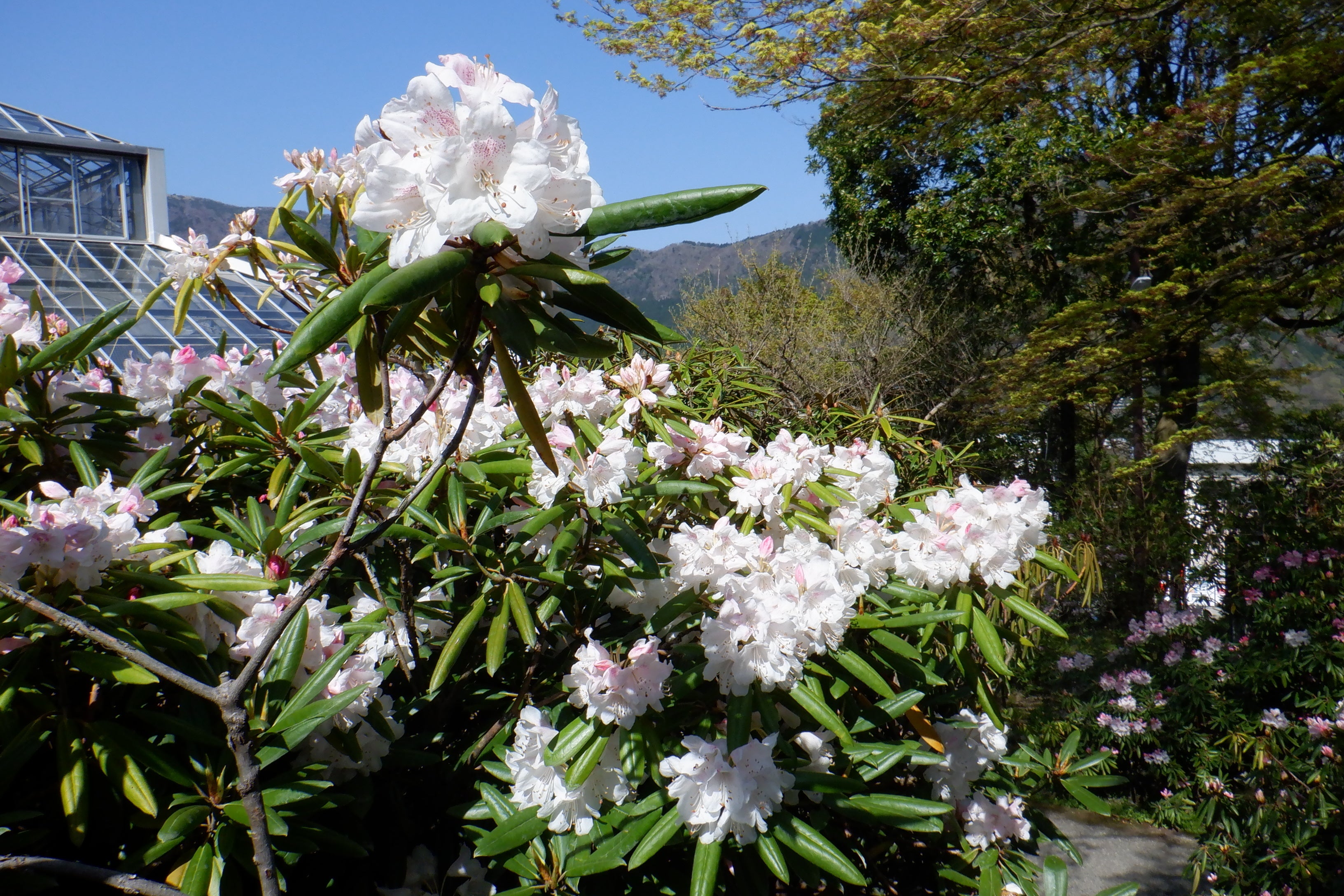 シャクナゲの開花のようす（４月９日時点）