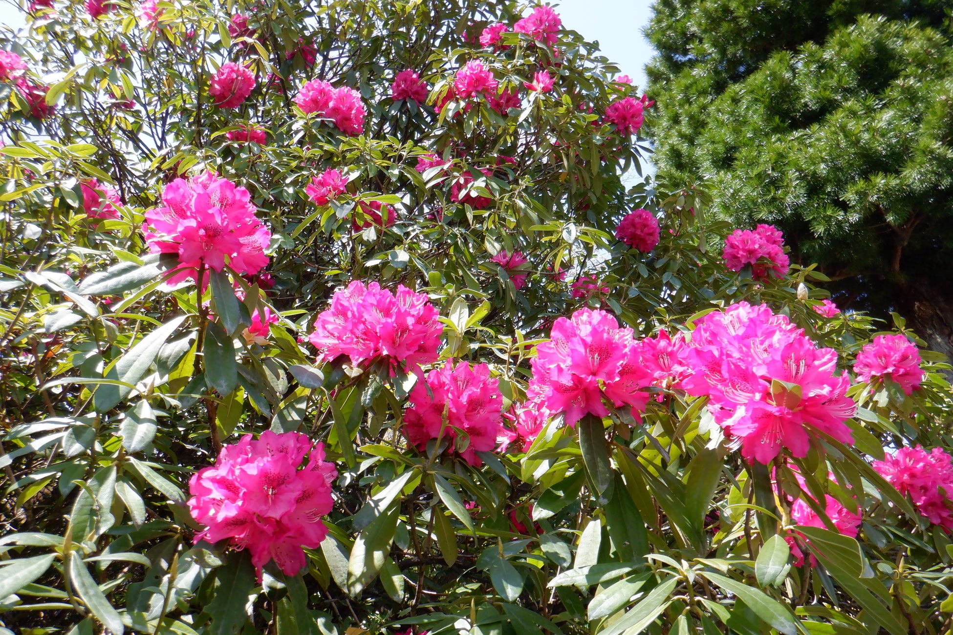 シャクナゲの開花のようす(4月9日時点)