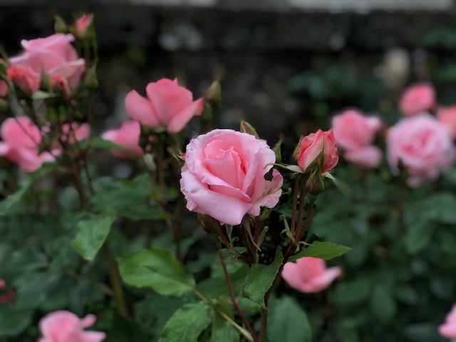 「プリンセス　アイコ」（５月２２日撮影）