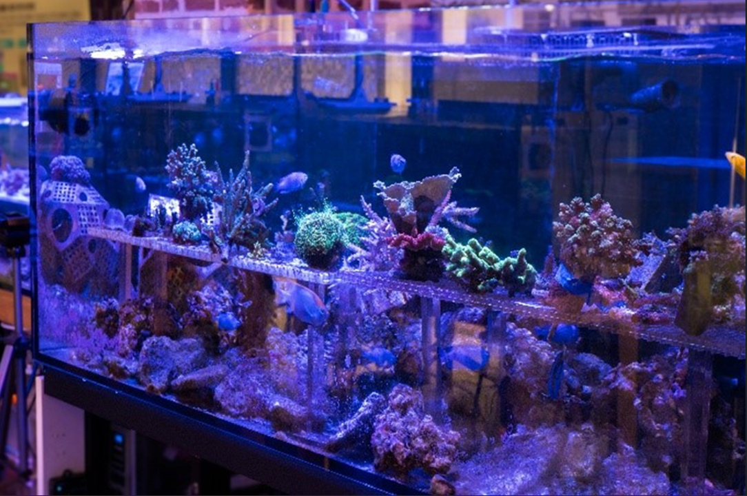 障がい者雇用により海の環境保全を実現する「里海珊瑚プロジェクト