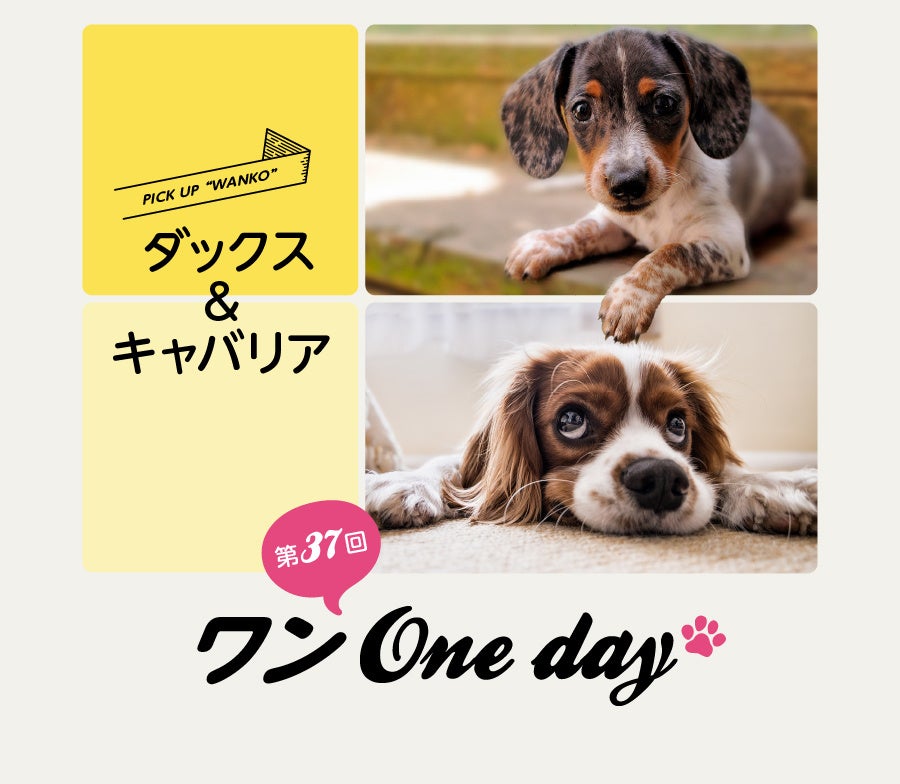 絵画キャバリアグッズ F50号 入賞作品