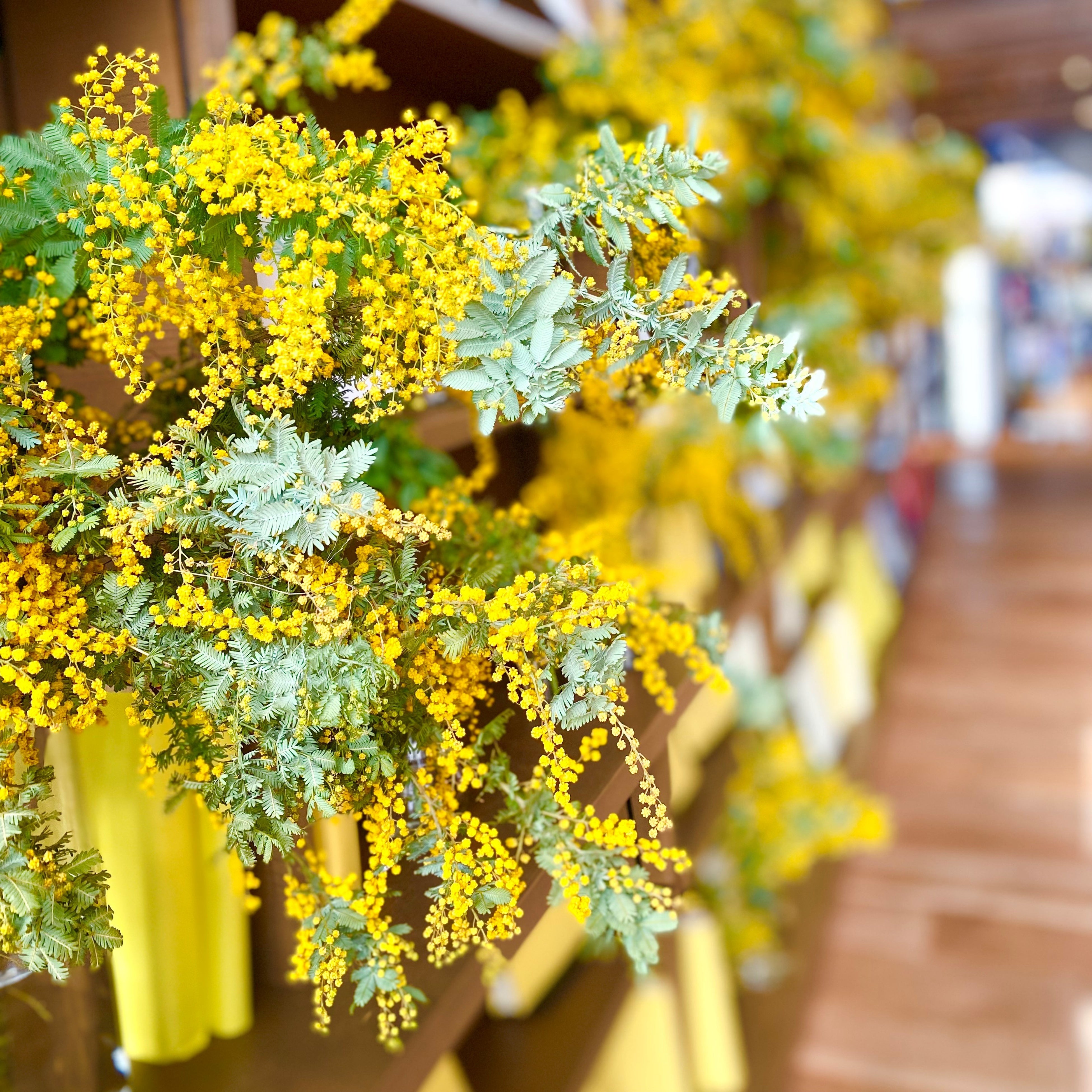 1/3まで！エントリーで+4％ ミモザ MIMOSA 腕時計 替えバンド ベルト メンズ クロコS クロコダイル 19mm ダークブラウン/シルバー 時計 みのる陶器mimosa(ミモザ)145プレート（Φ14.7×H2.4cm