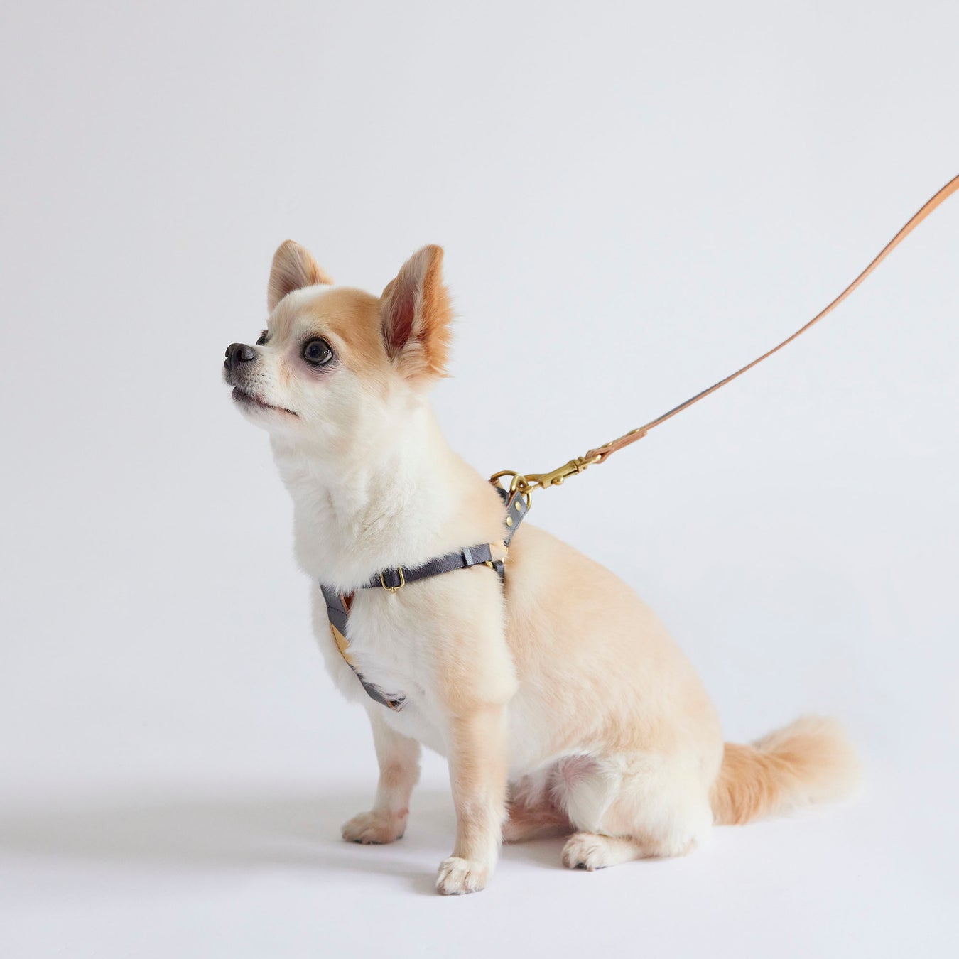 Idee Ideeから初めてペット用グッズ Milou By Idee を新発売 株式会社良品計画のプレスリリース Idee Ideeから初めてペット用グッズ Milou By Idee を新発売 株式会社良品計画のプレスリリース