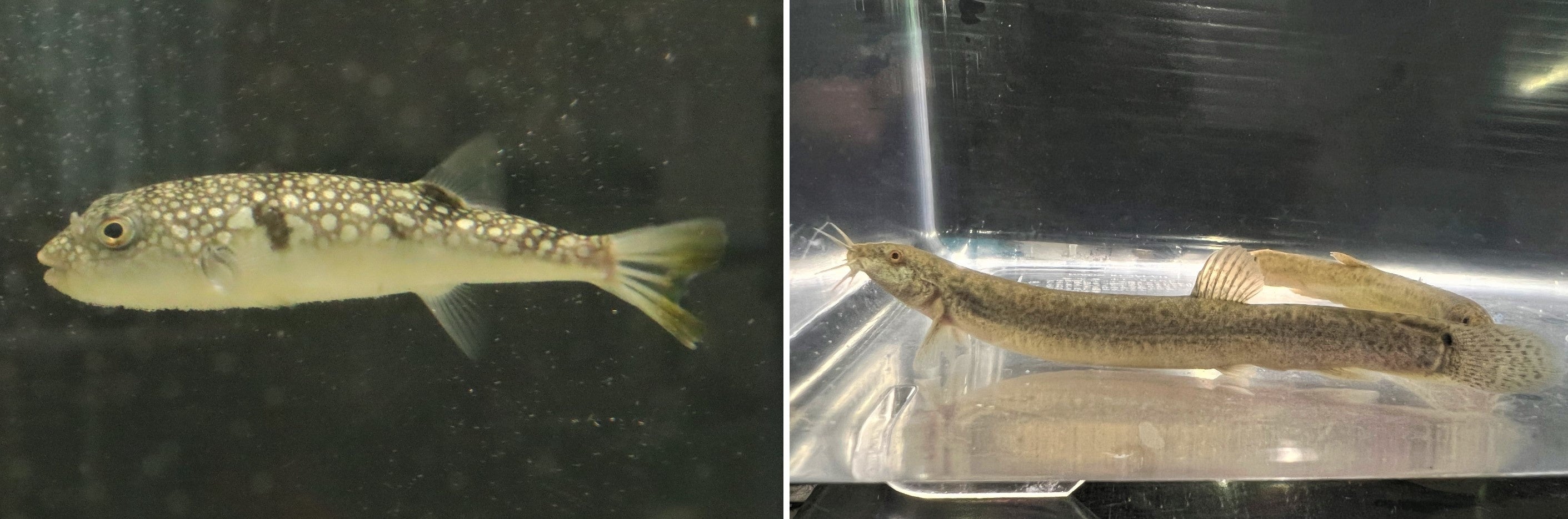 展示予定生物（左：ナシフグ、右：ドジョウ）