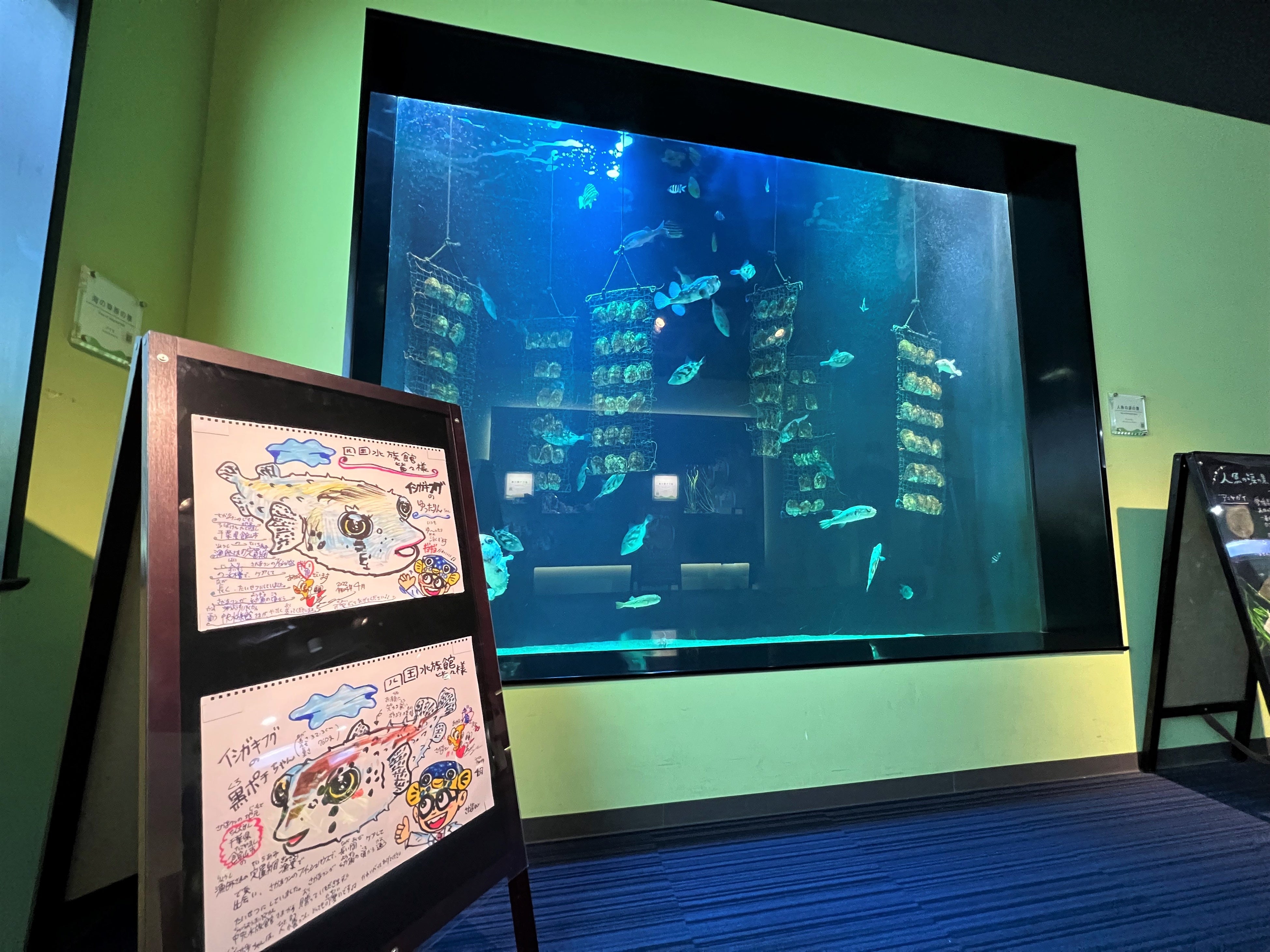 2匹のイシガキフグの特徴が描かれた紹介ボード