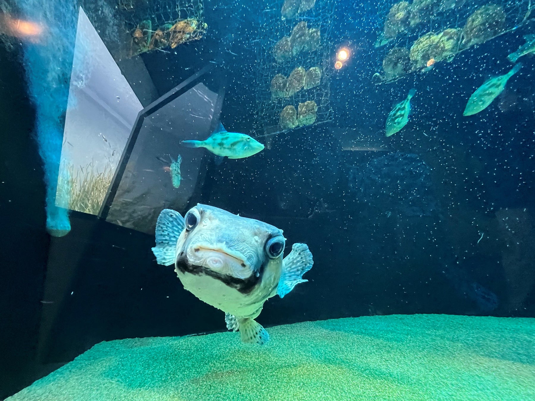 「人魚の涙の景」で泳ぐイシガキフグ