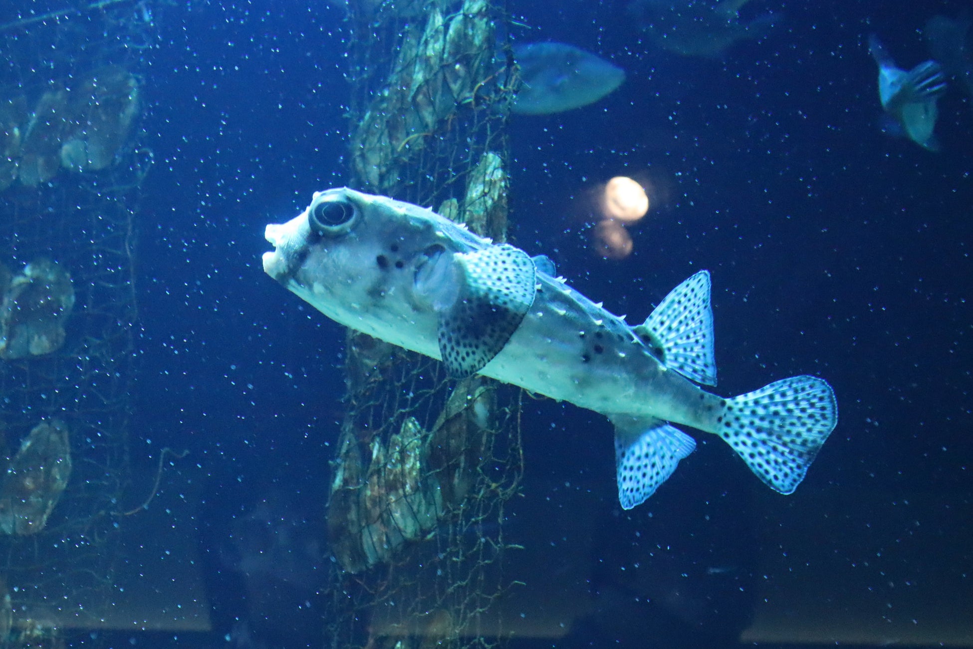 「人魚の涙の景」で泳ぐイシガキフグ