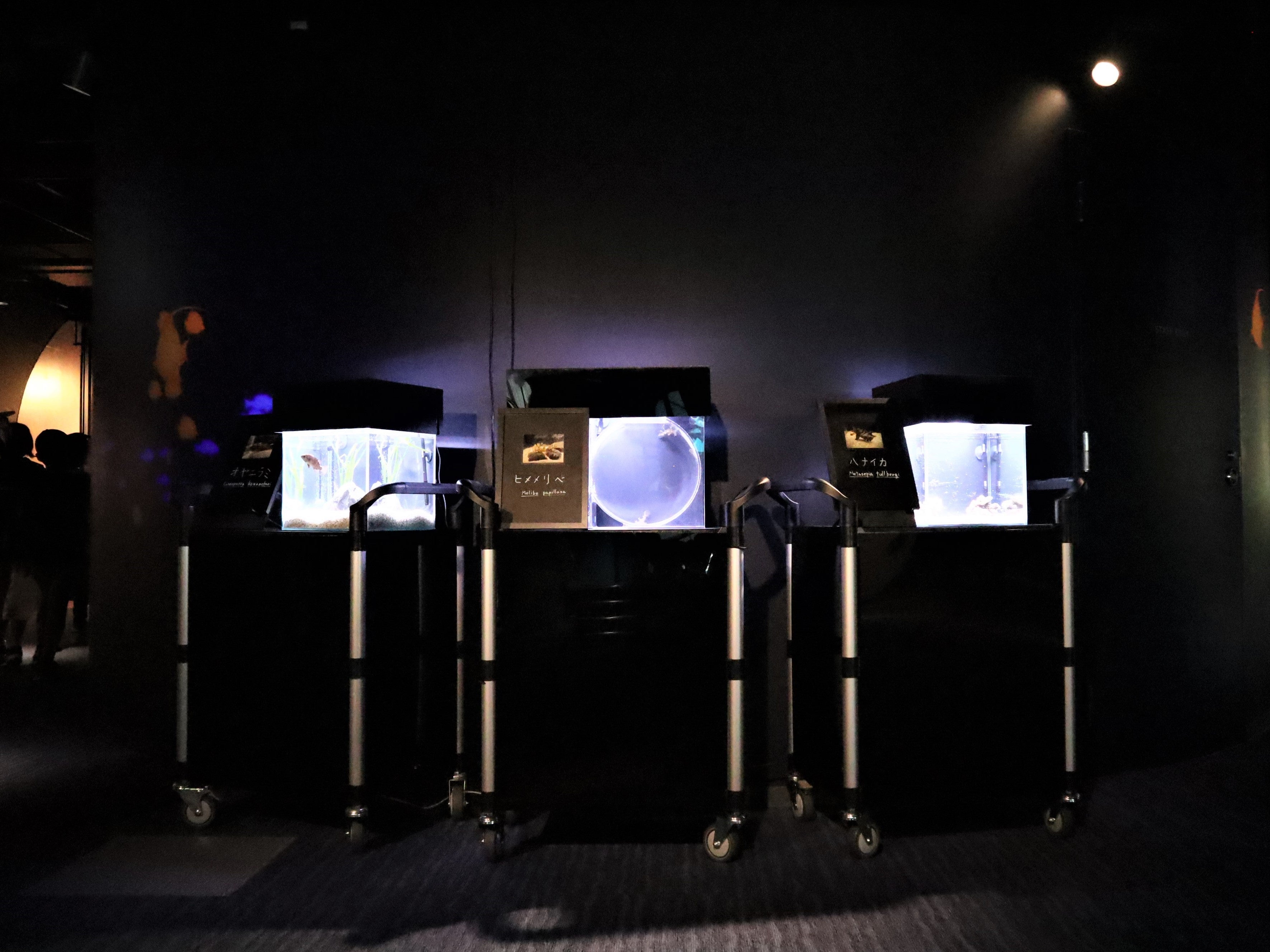 右から、ハナイカ、ヒメメリベ、オヤニラミの展示水槽