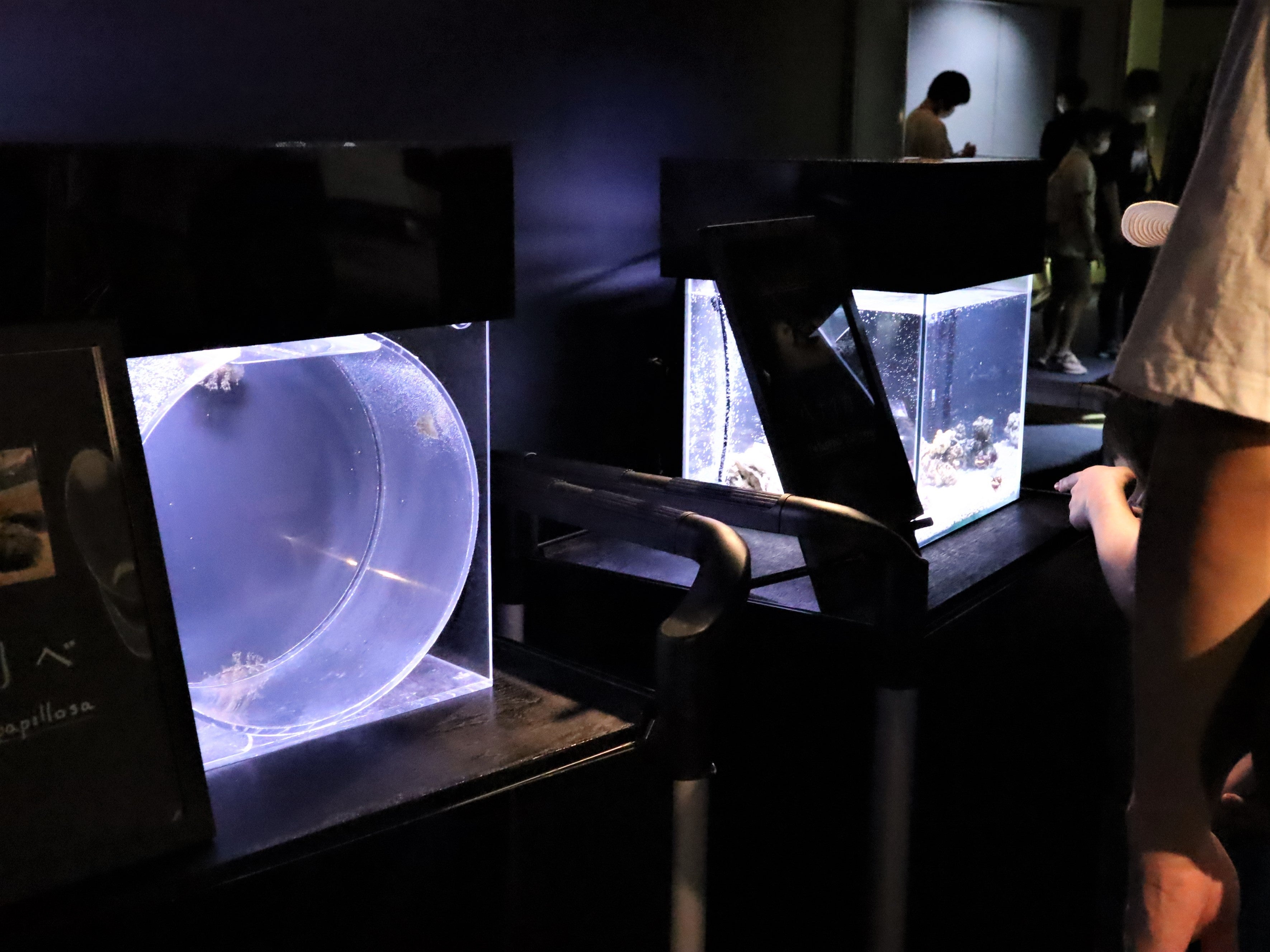 お子様が見やすい高さでじっくり観察できます