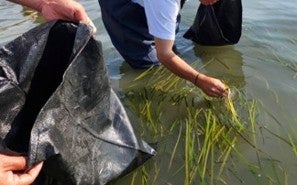 四国水族館で宇多津アマモ場再生に向けたアマモの苗床作成体験イベントを開催します！