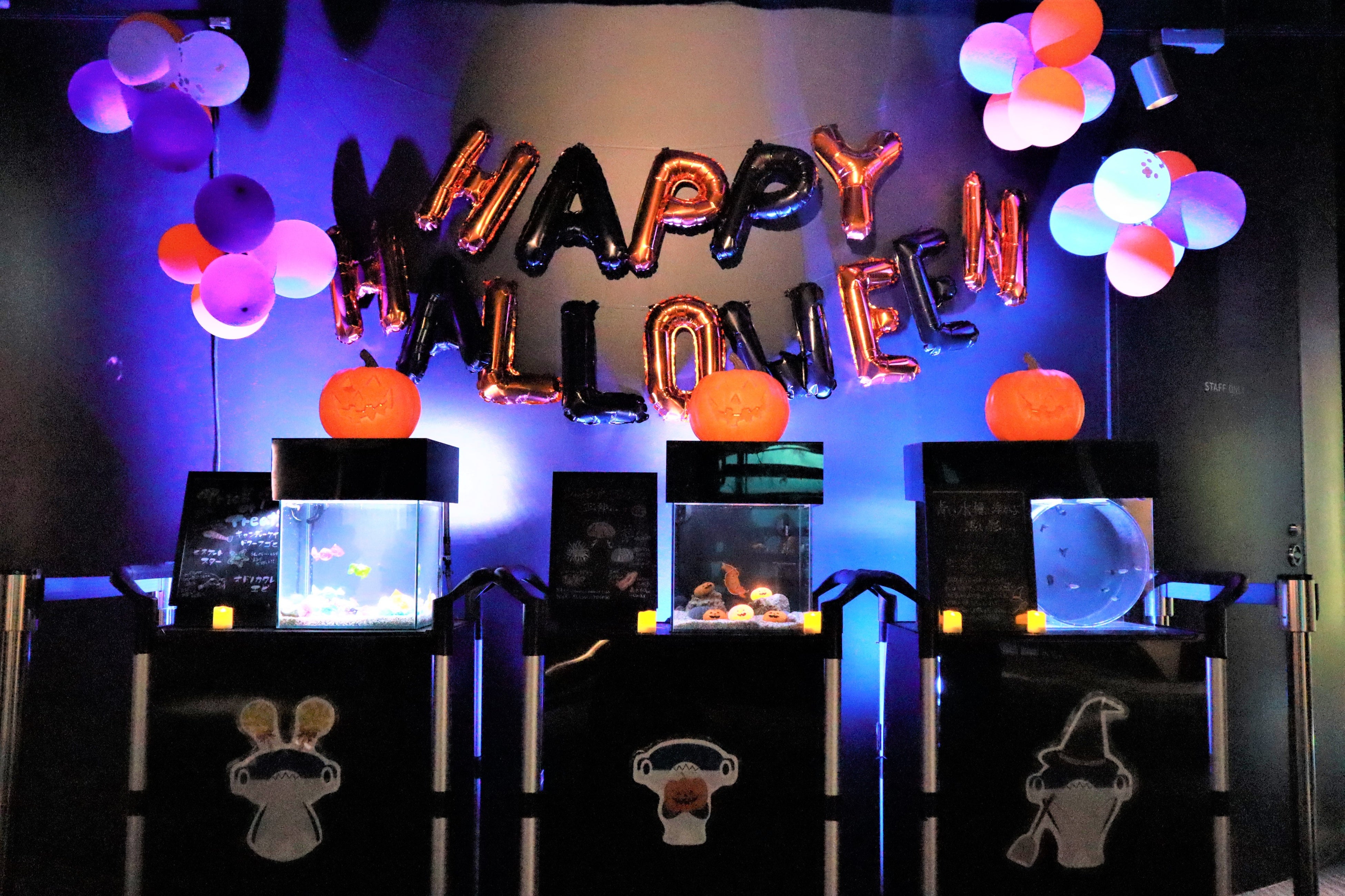 ハロウィン水槽登場！可愛いけどちょっと不気味？な生きものを