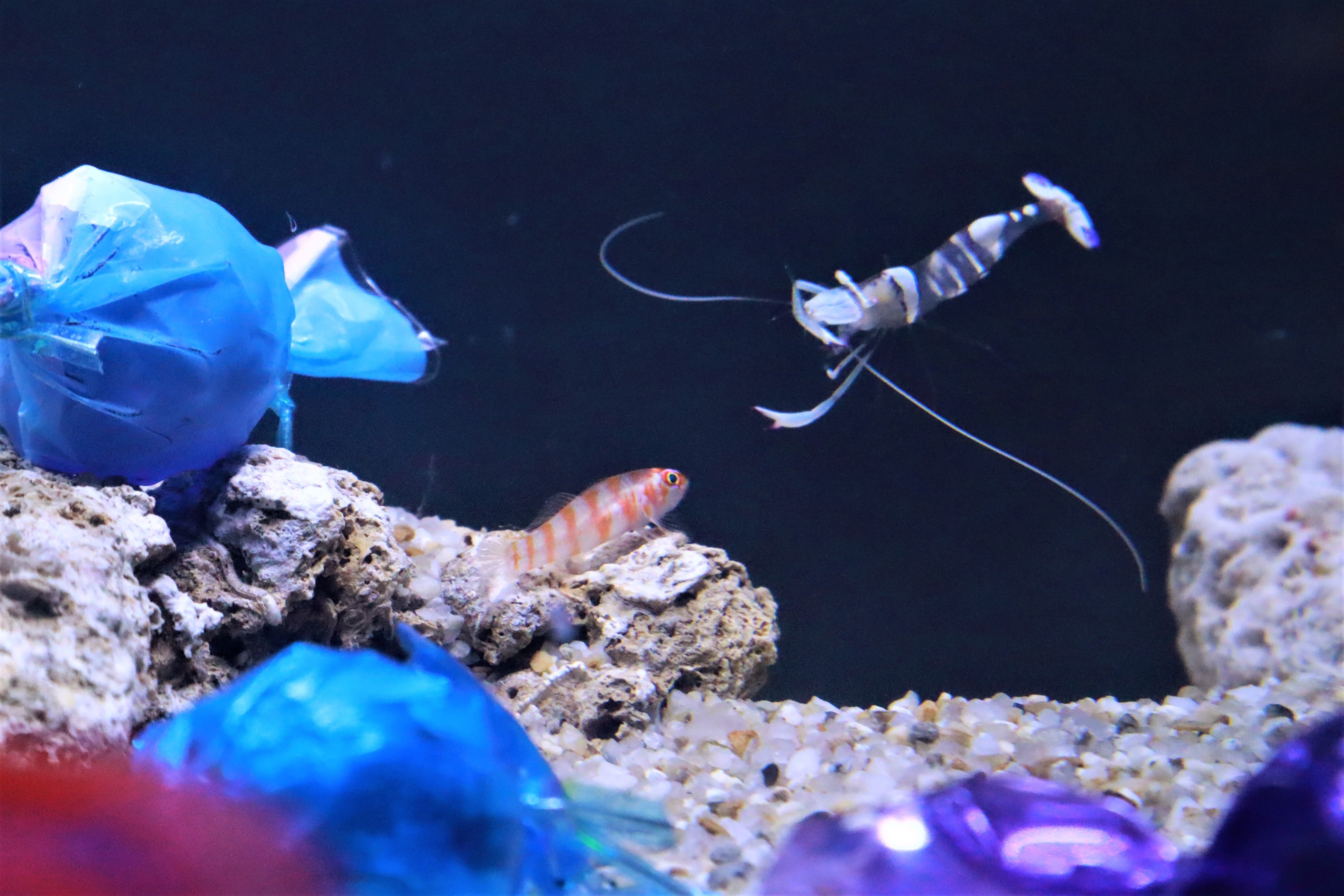 ご当地キティ アクアリウム 水族館 4個セット ご当地キティ/鳥羽水族館限定&水族館限定ファスナーマスコット