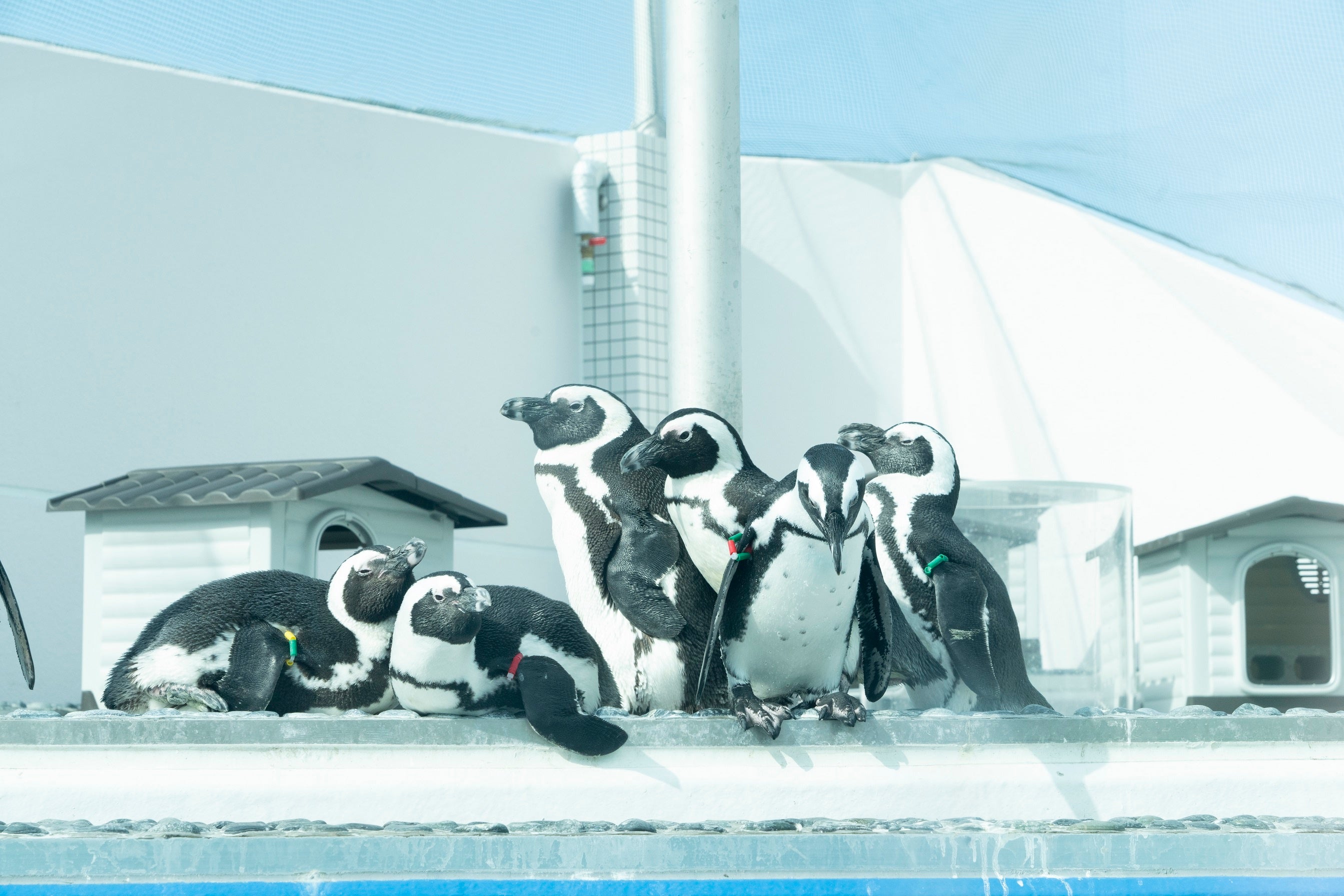 ケープペンギン