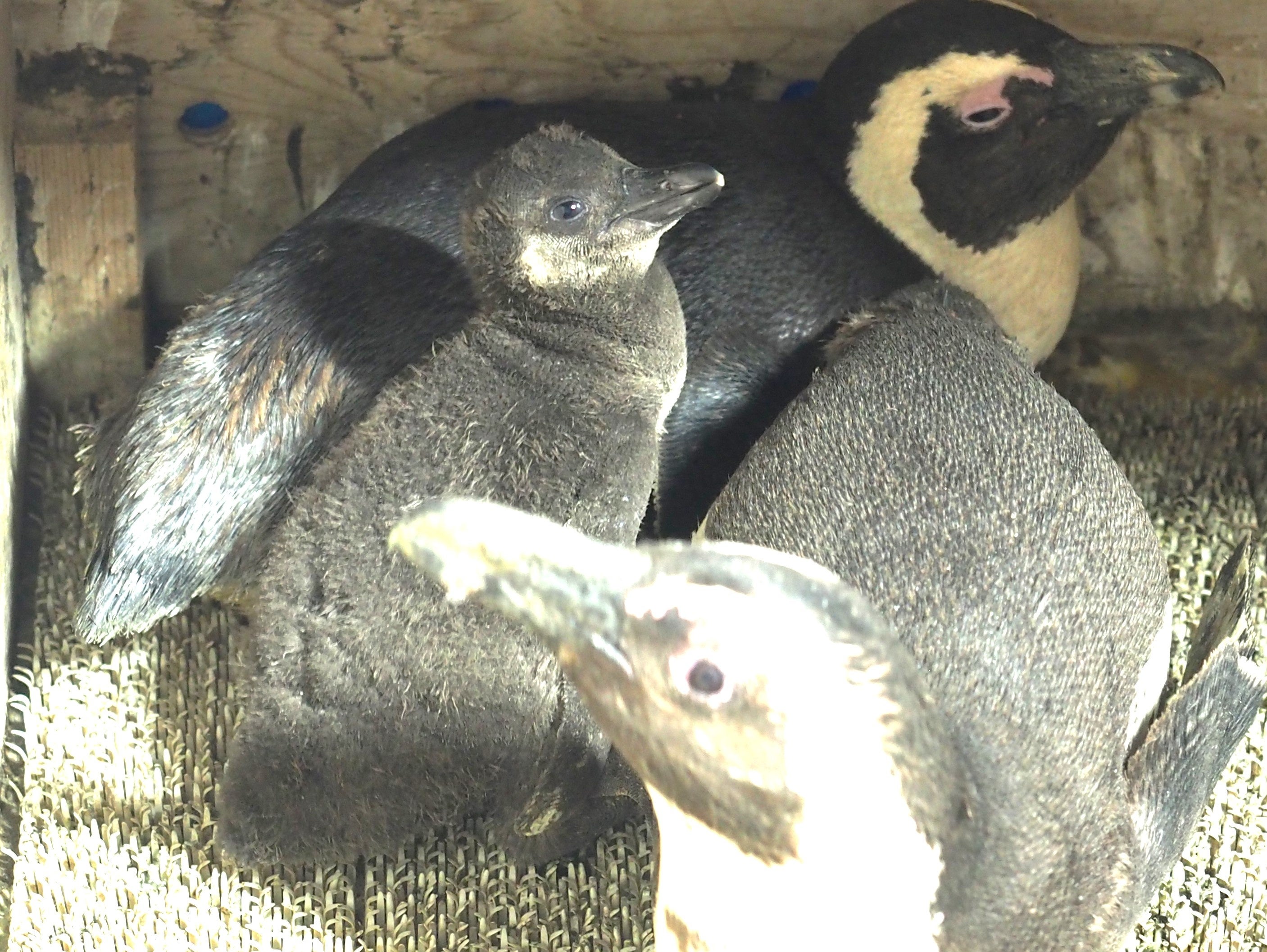 dekocyann 様　ご確認用　ペンギン親子と氷の舞台　泳ぐペンギン dekocyann 様 ご確認用 ペンギン親子と氷の舞台 泳ぐペンギン