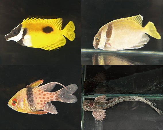 卯にちなんだ生きもの