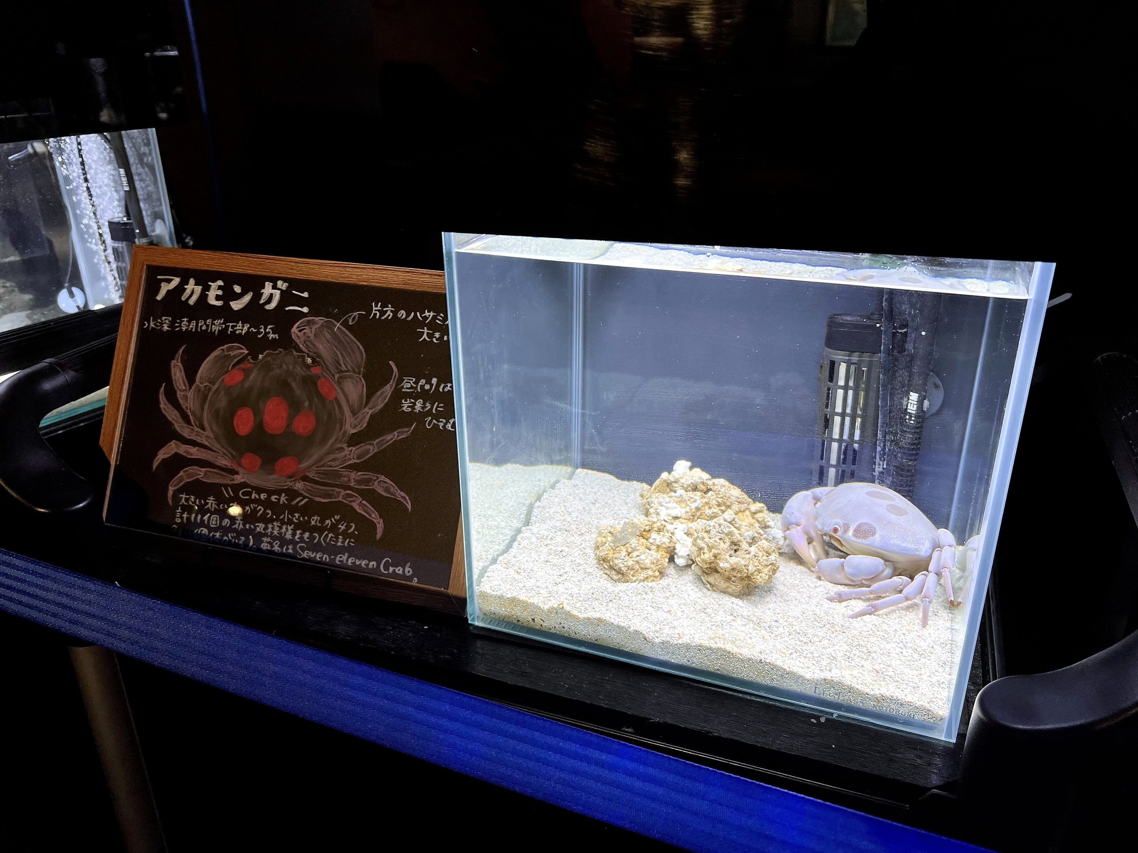 海蘊蟹　モズク蟹　水石　盆石　置物　時代 m80647582198_1.jpg?1674349305