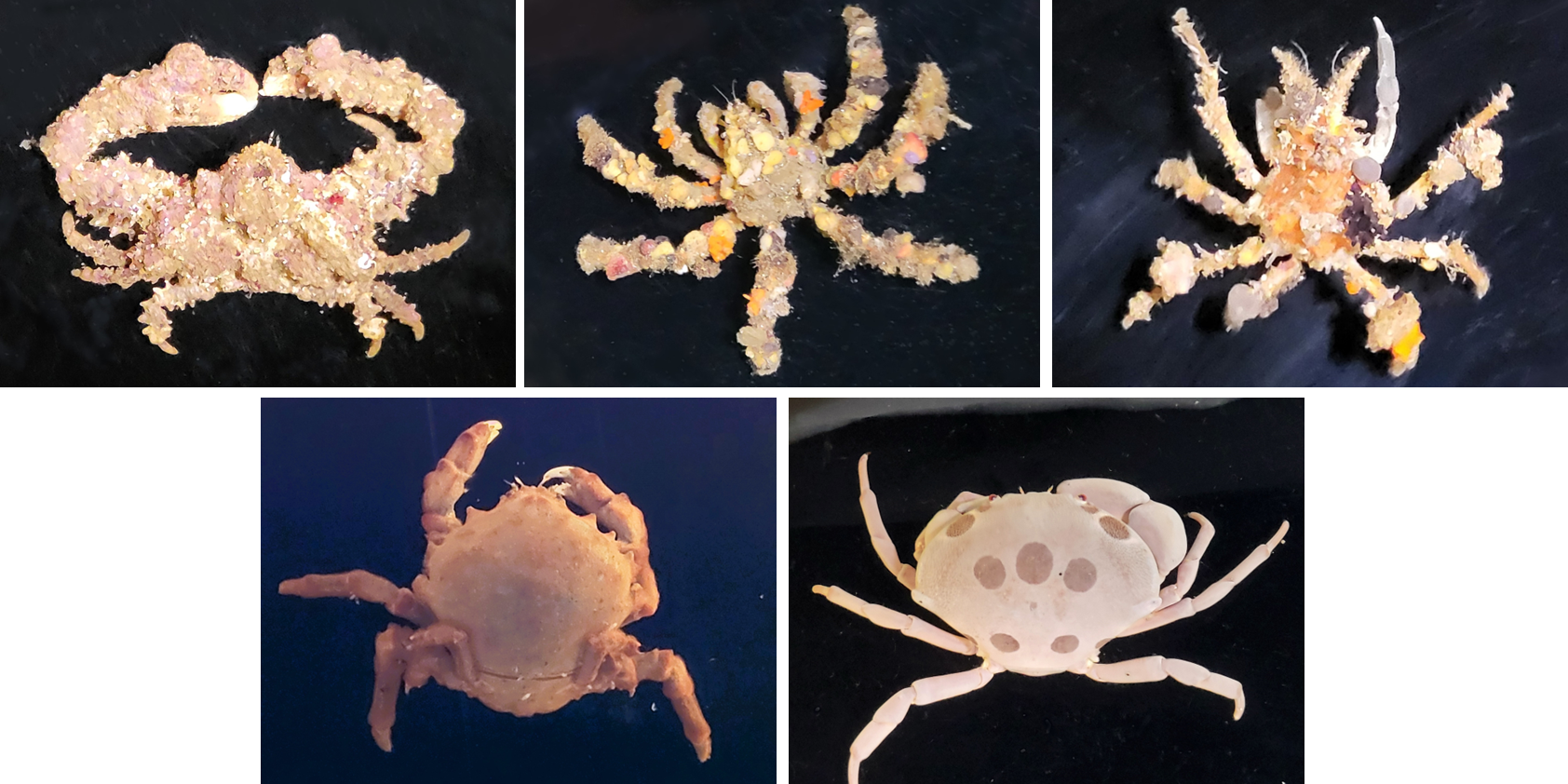 期間前半に展示予定のカニ