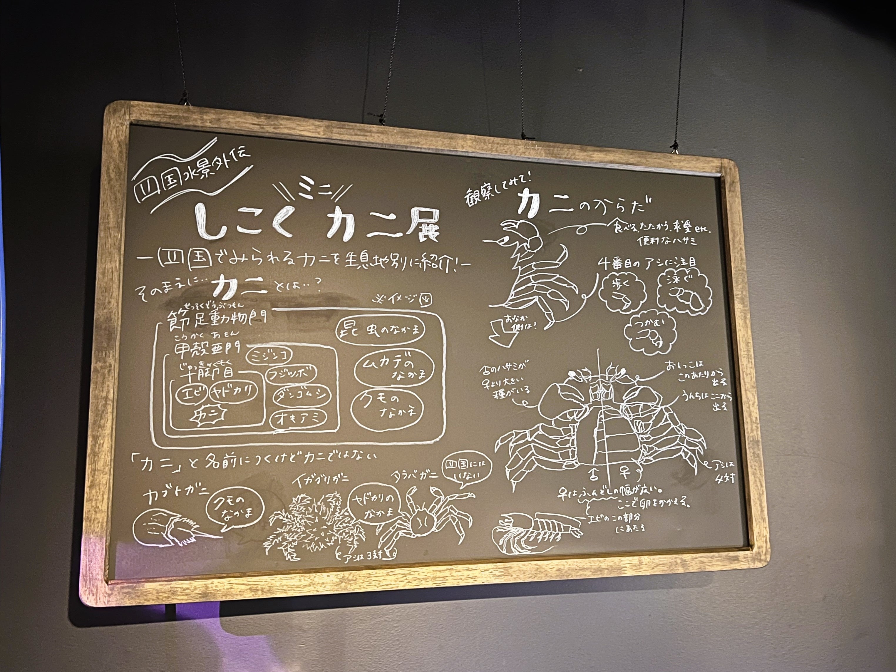 おなじみ飼育スタッフ手描きの黒板解説