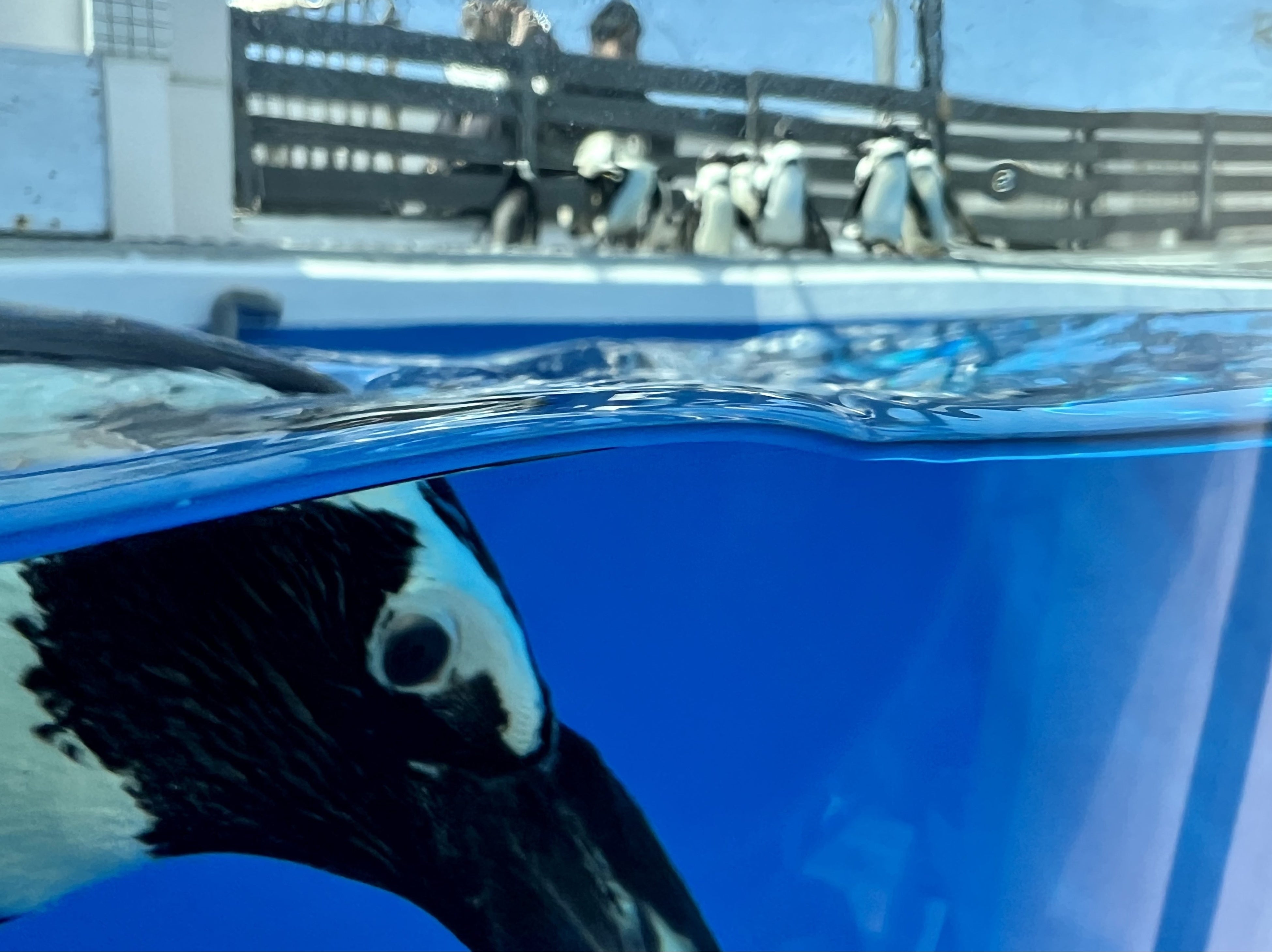 プールで泳ぐケープペンギン