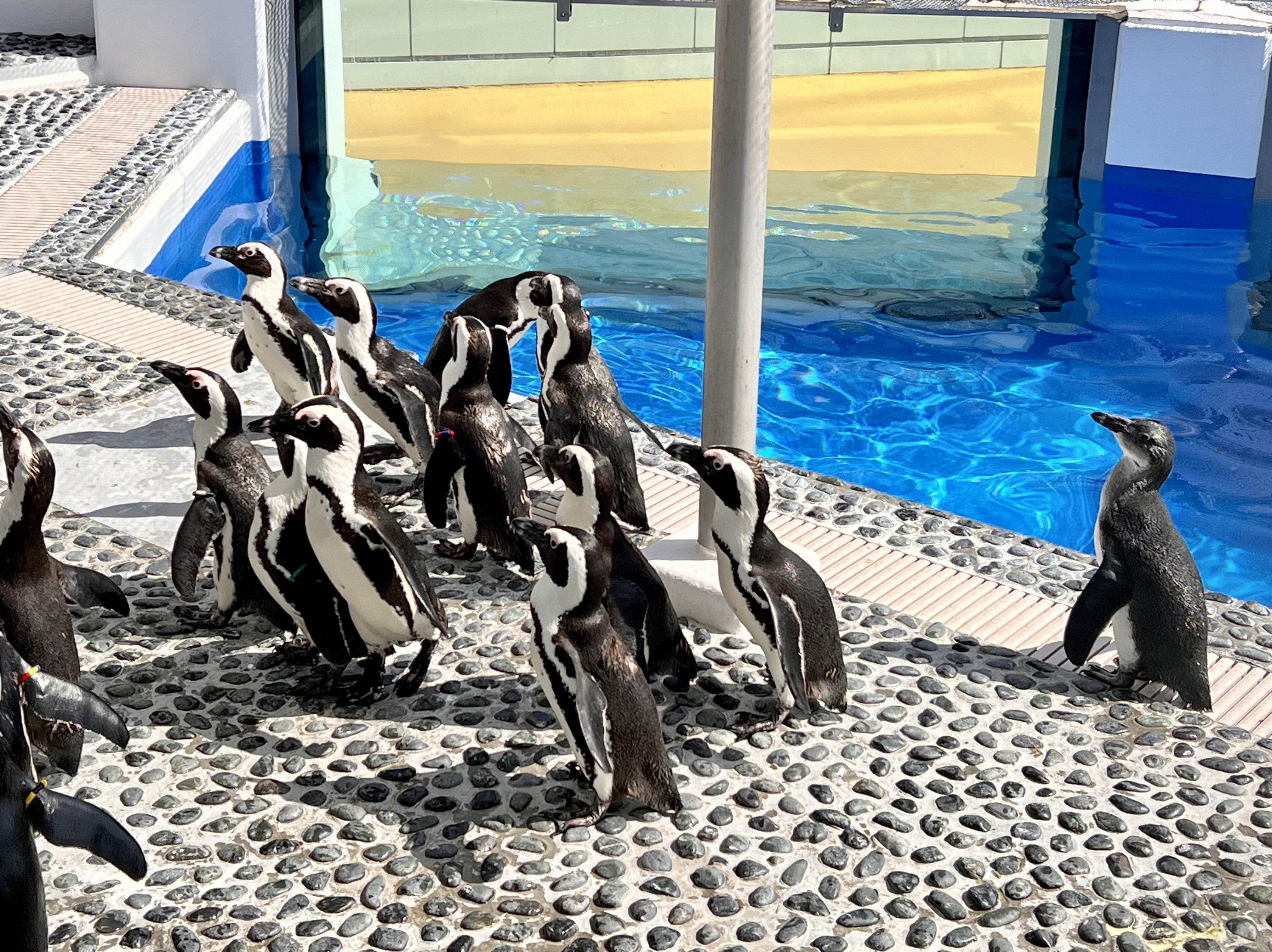 すっかり大人と変わらない大きさに成長したヒナ