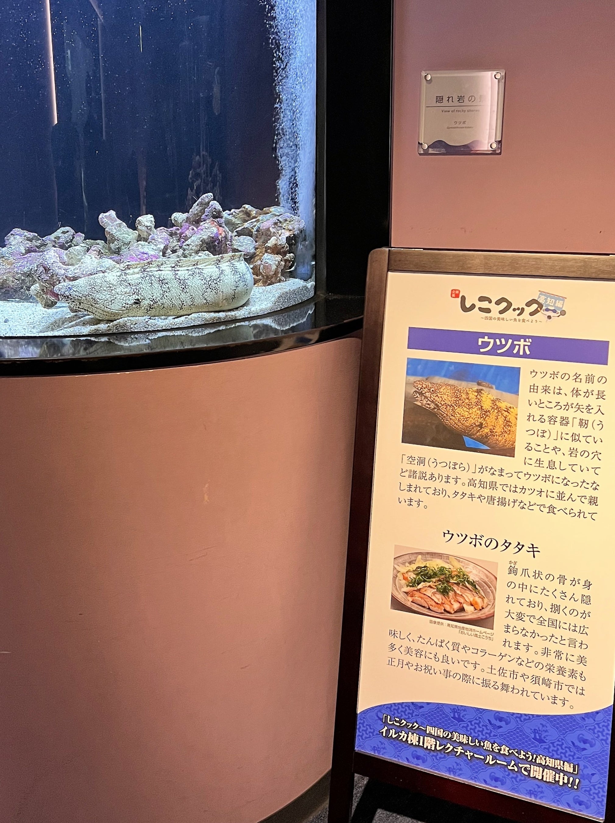 館内常設展示ウツボ