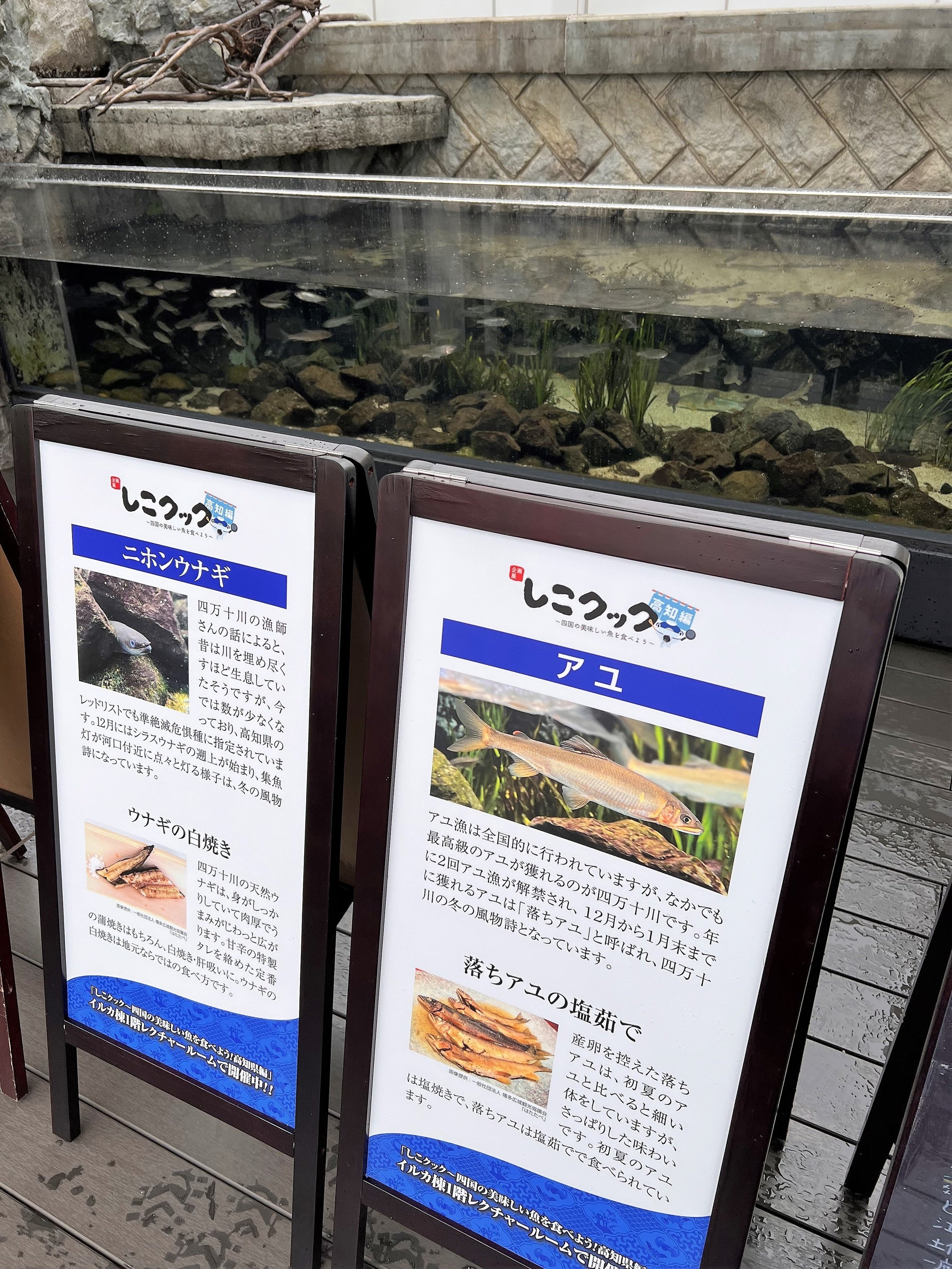 館内常設展示ニホンウナギ・アユ