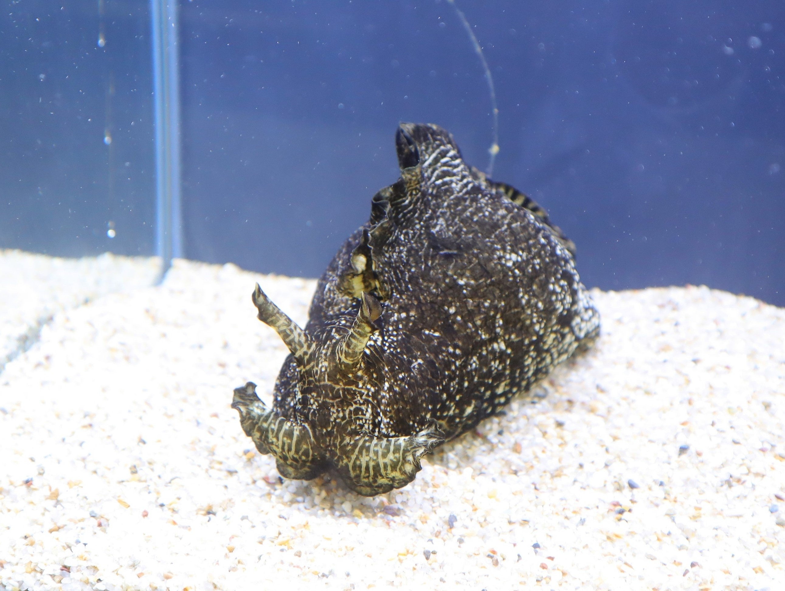 アメフラシを漢字で書くと「雨降」