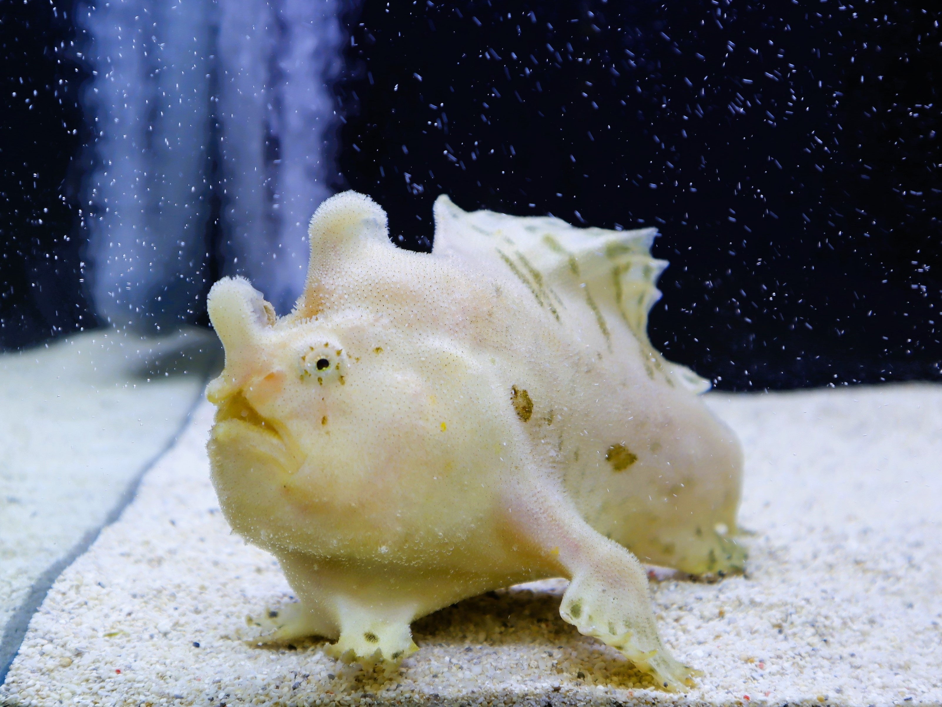 名前に「カエル」と付くカエルアンコウの仲間（カエルアンコウ）