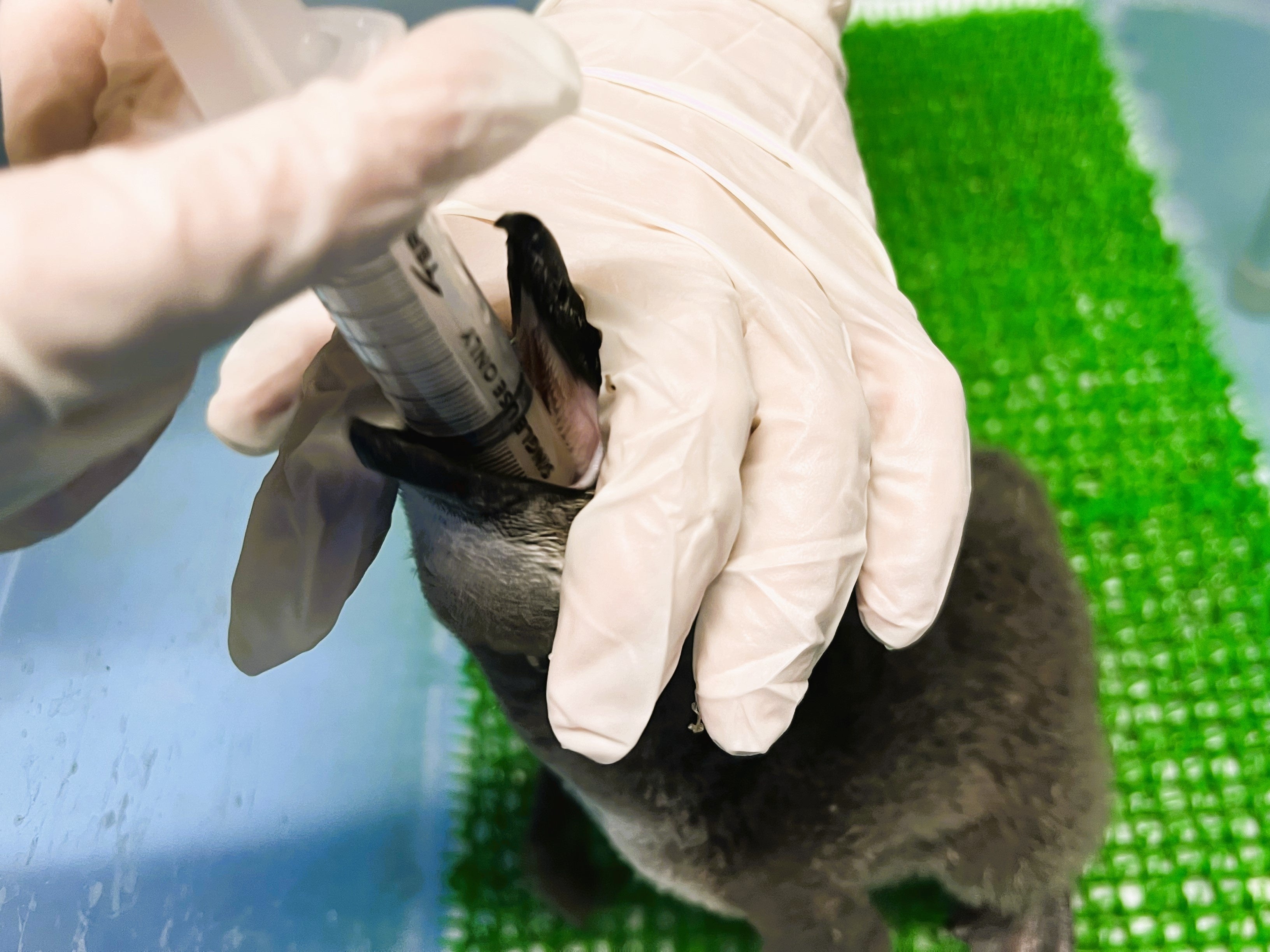 飼育スタッフから餌を与えてもらう雛（2023年11月3日撮影）