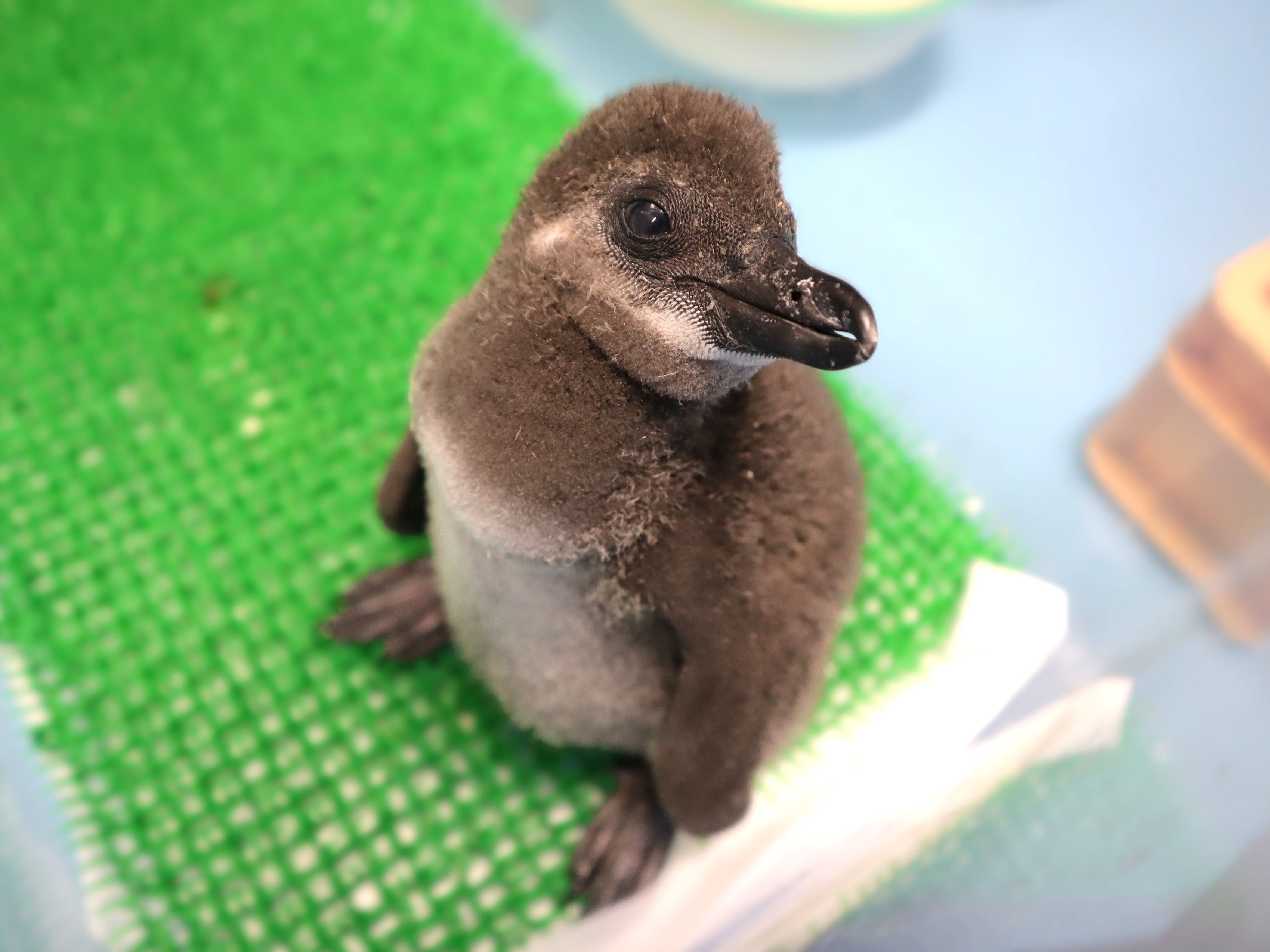 10月10日に誕生した雛（2023年11月3日撮影）