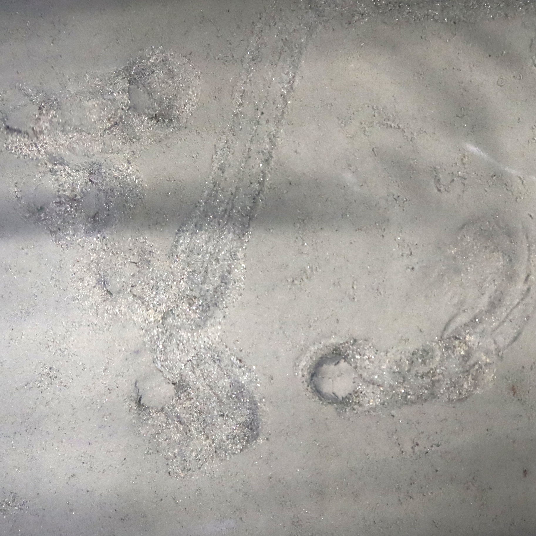 カブトガニが歩いた跡