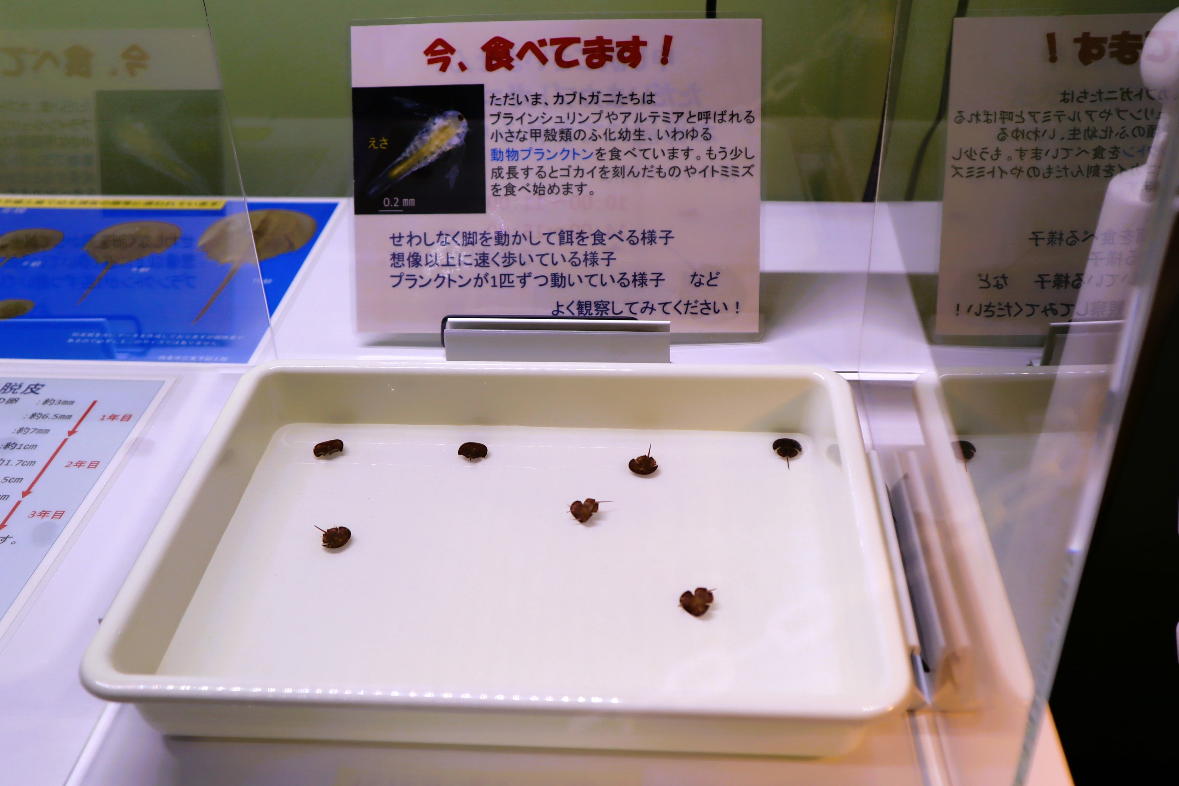 餌を食べている様子2