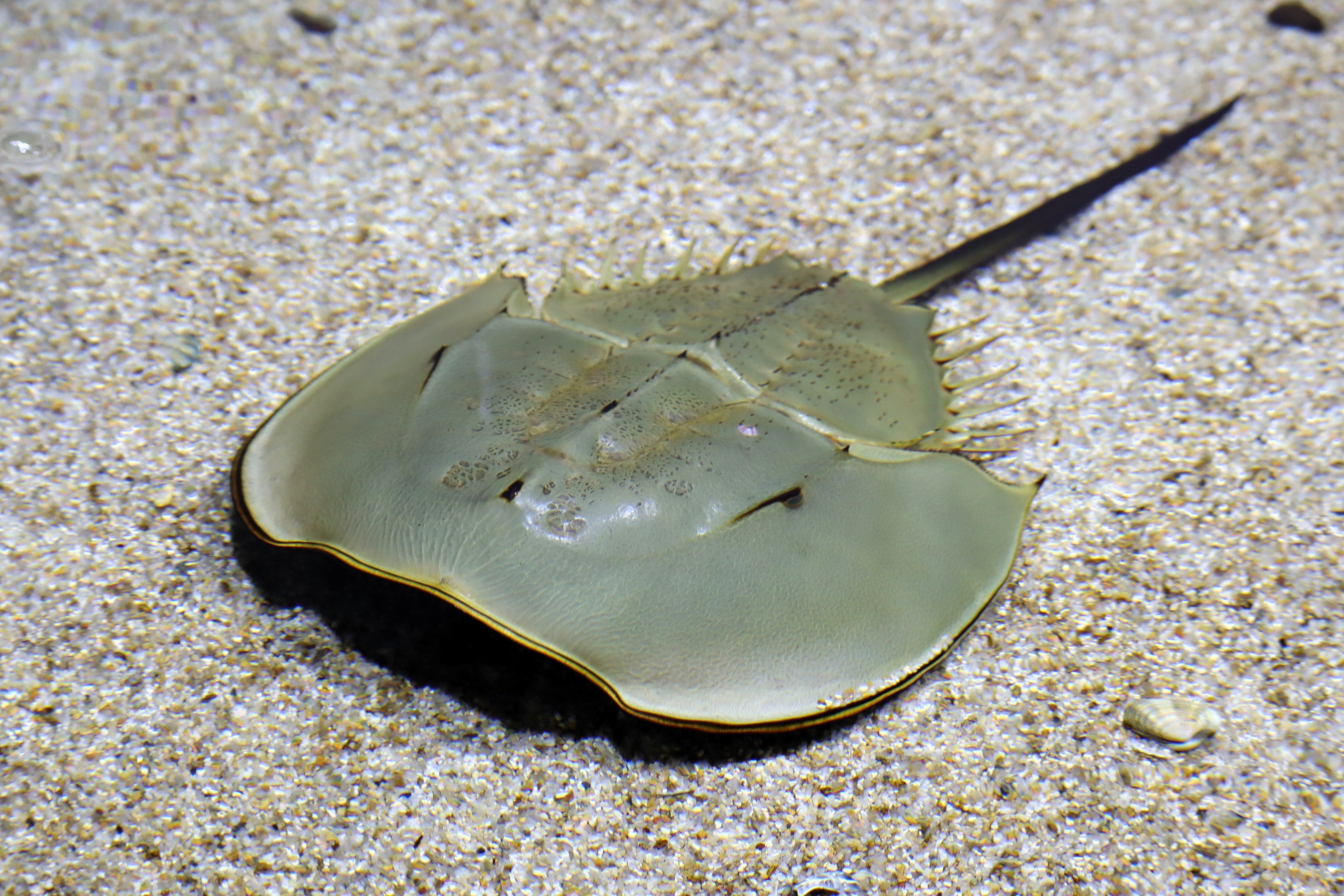 カブトガニの殻 希少 カブトガニの甲羅 脱皮殻 標本 メス N8 - メルカリ