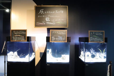 四国水族館でタツノオトシゴの仲間を展示「辰展～海の中の龍～」を開催！