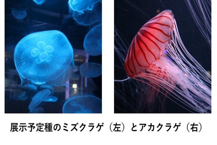 四国水族館出張イベント！しゅこくんに会おう！クラゲ展示やぬいぐるみくじも！
