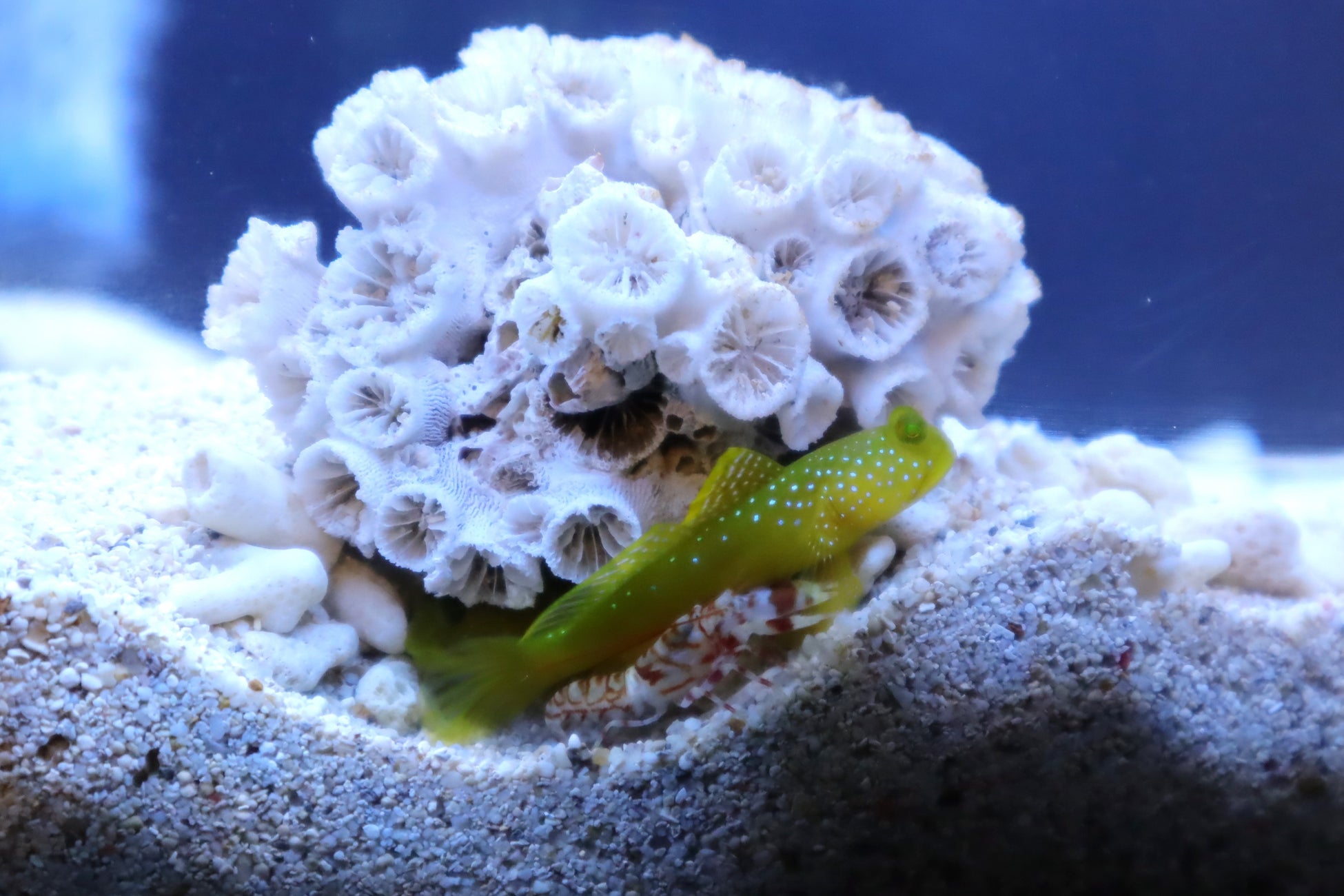 ギンガハゼとニシキテッポウエビ