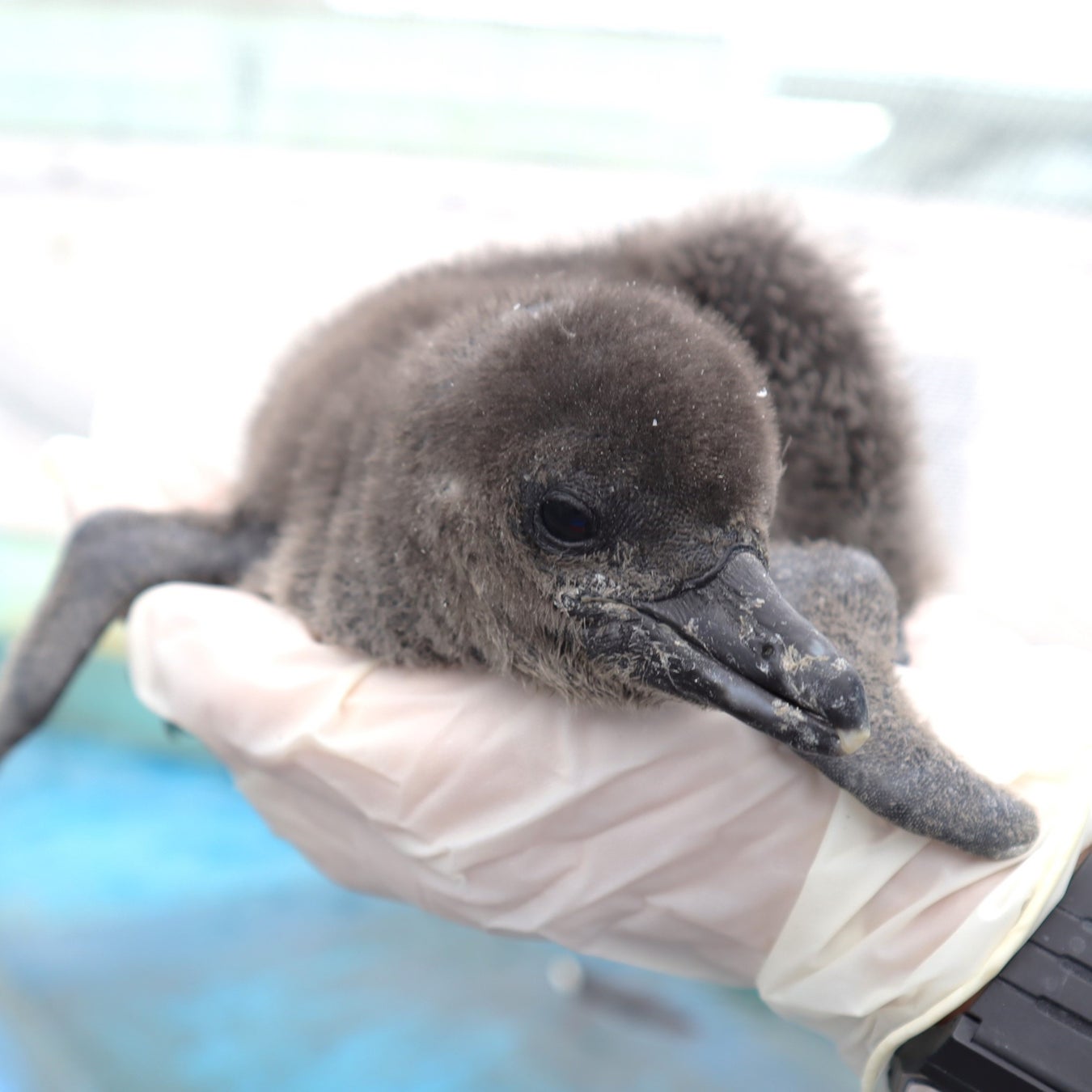 生まれて間もない頃(4羽目)